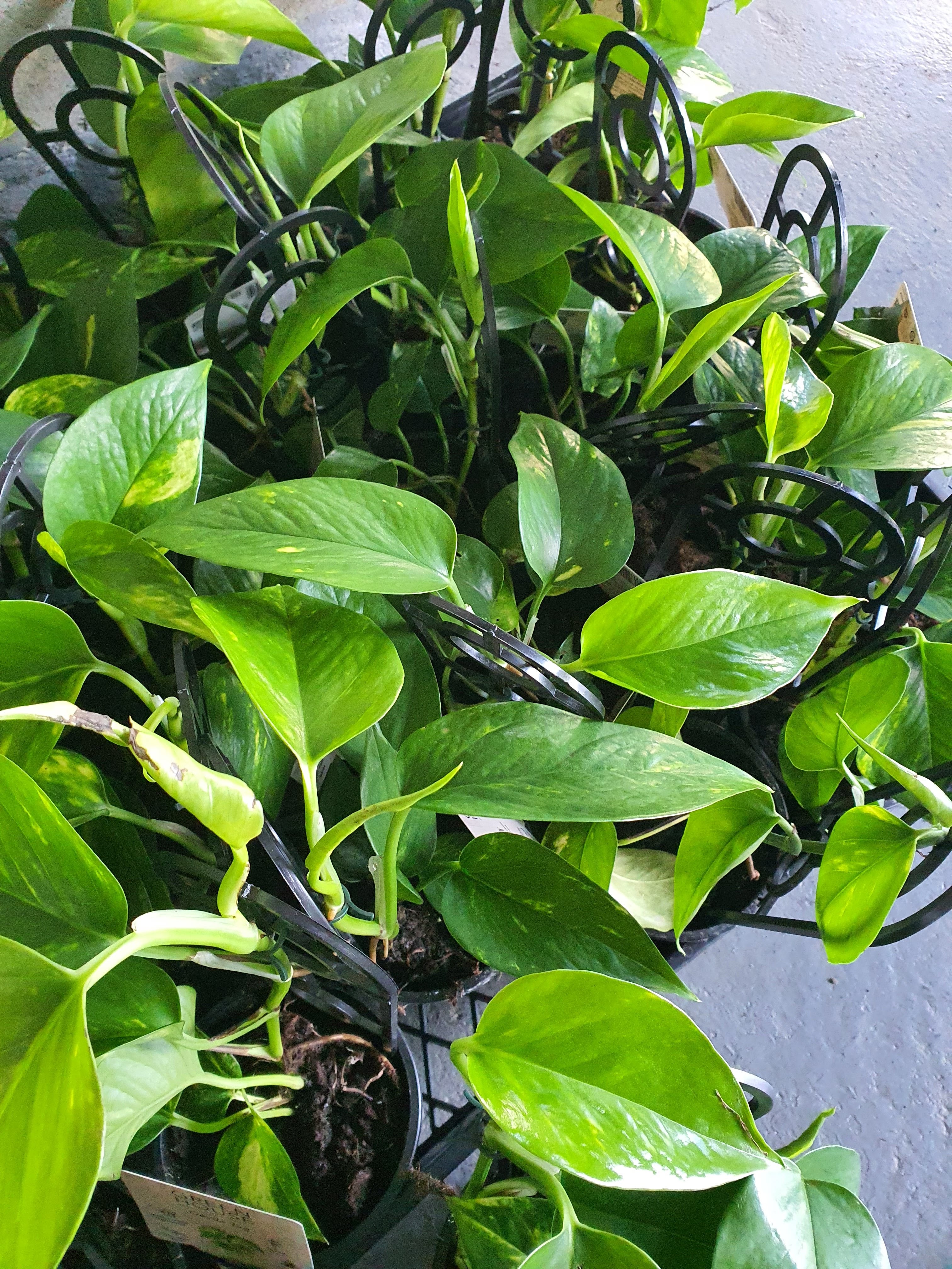 Devil's ivy pothos