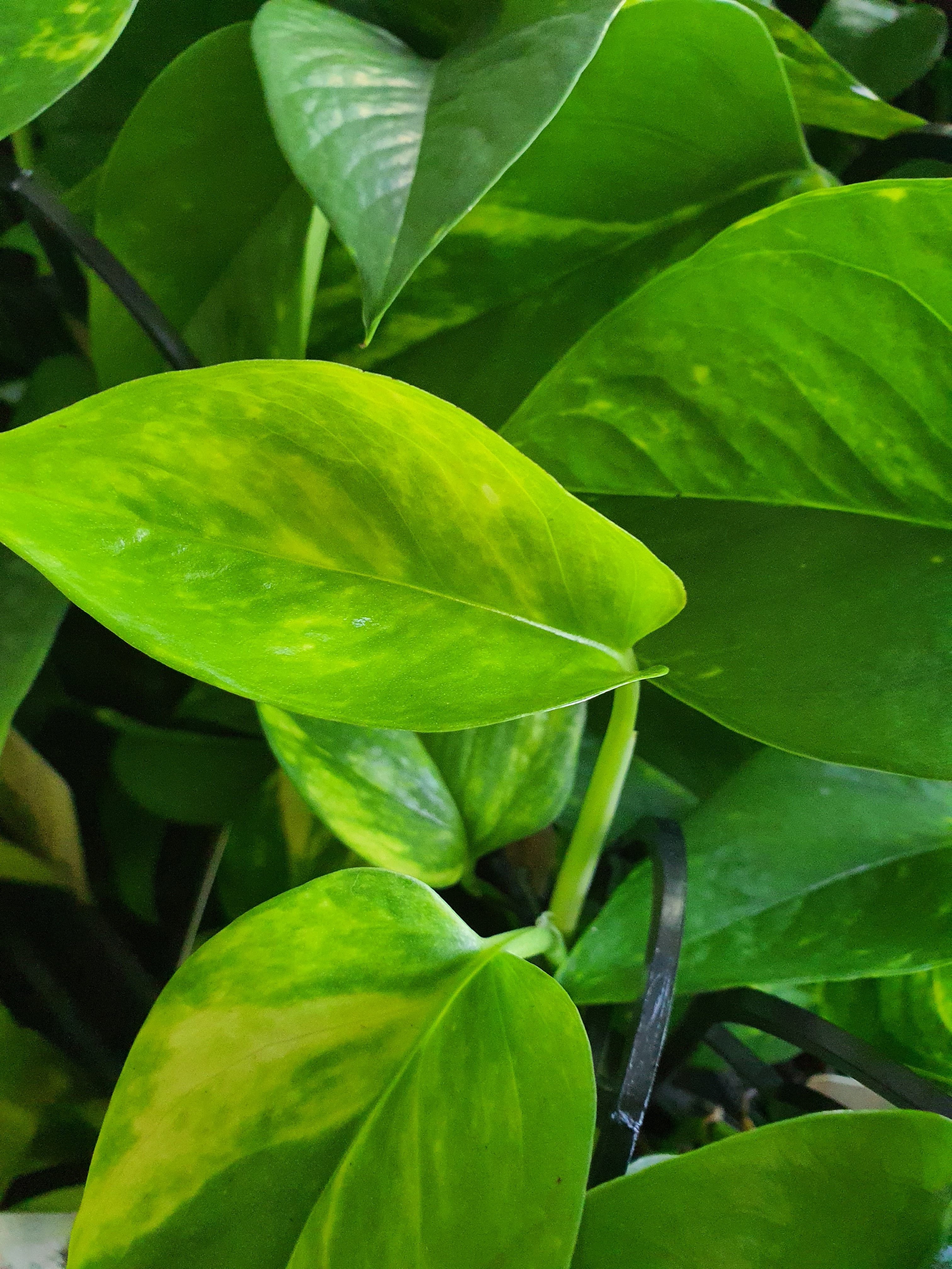 Devil's ivy pothos