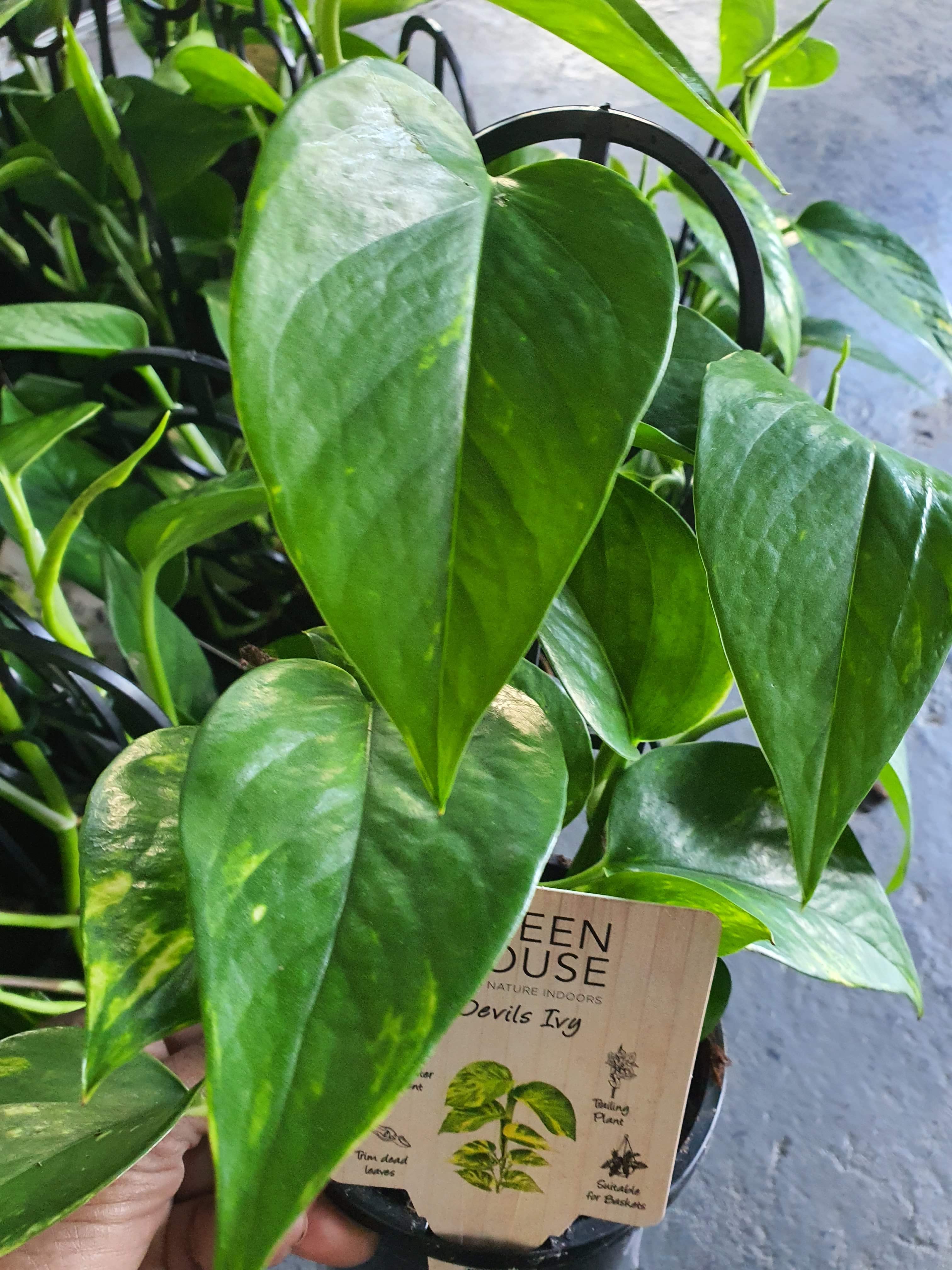 Devil's ivy pothos