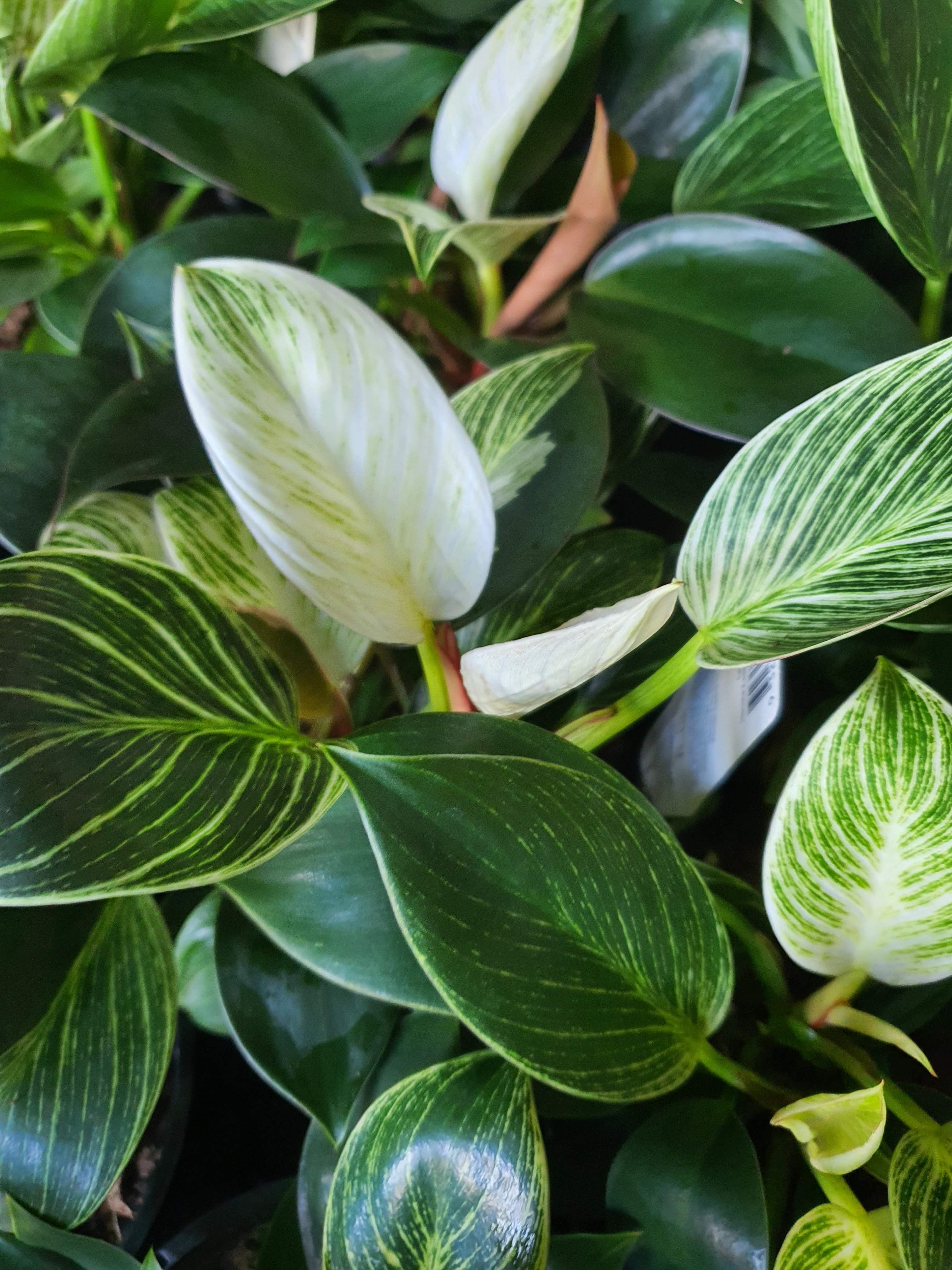 Philodendron birkin