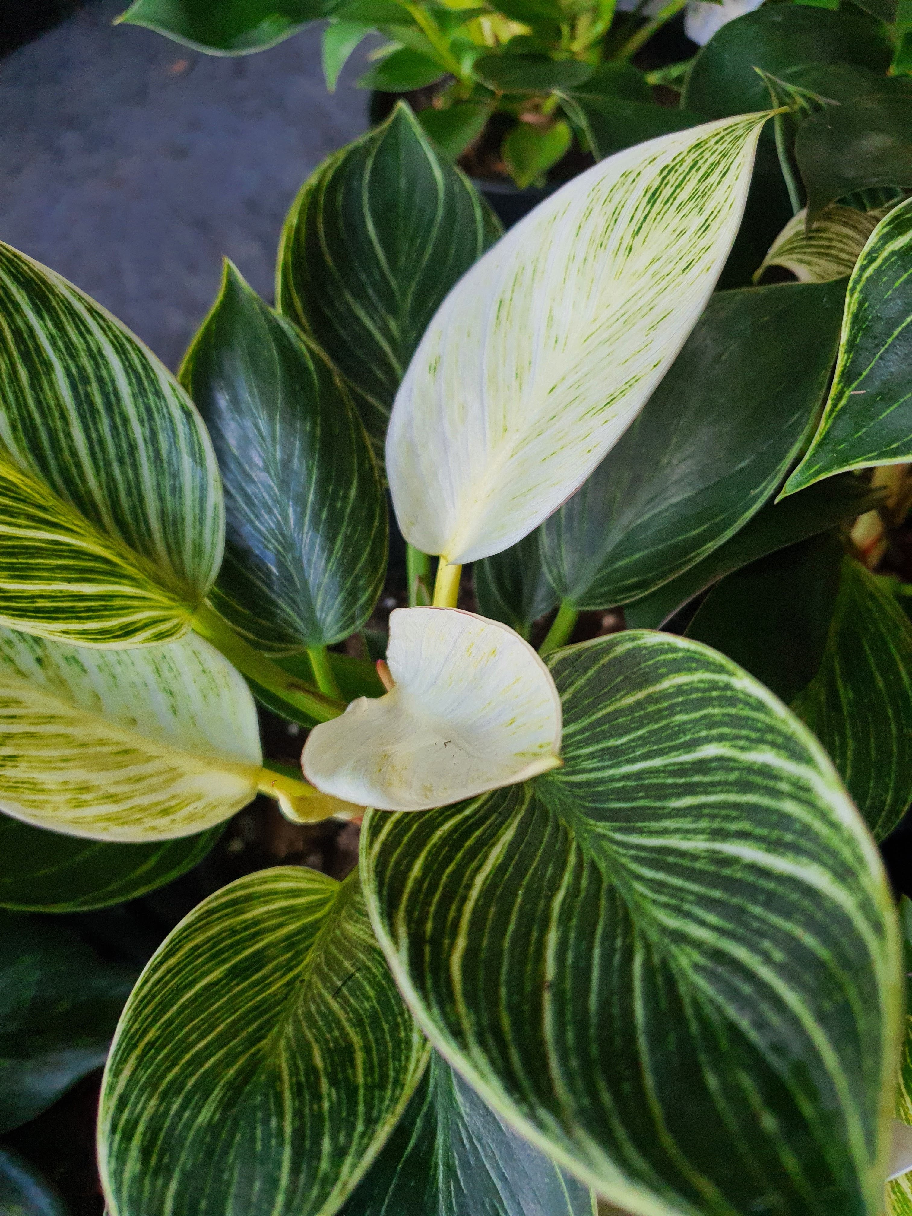 Philodendron birkin