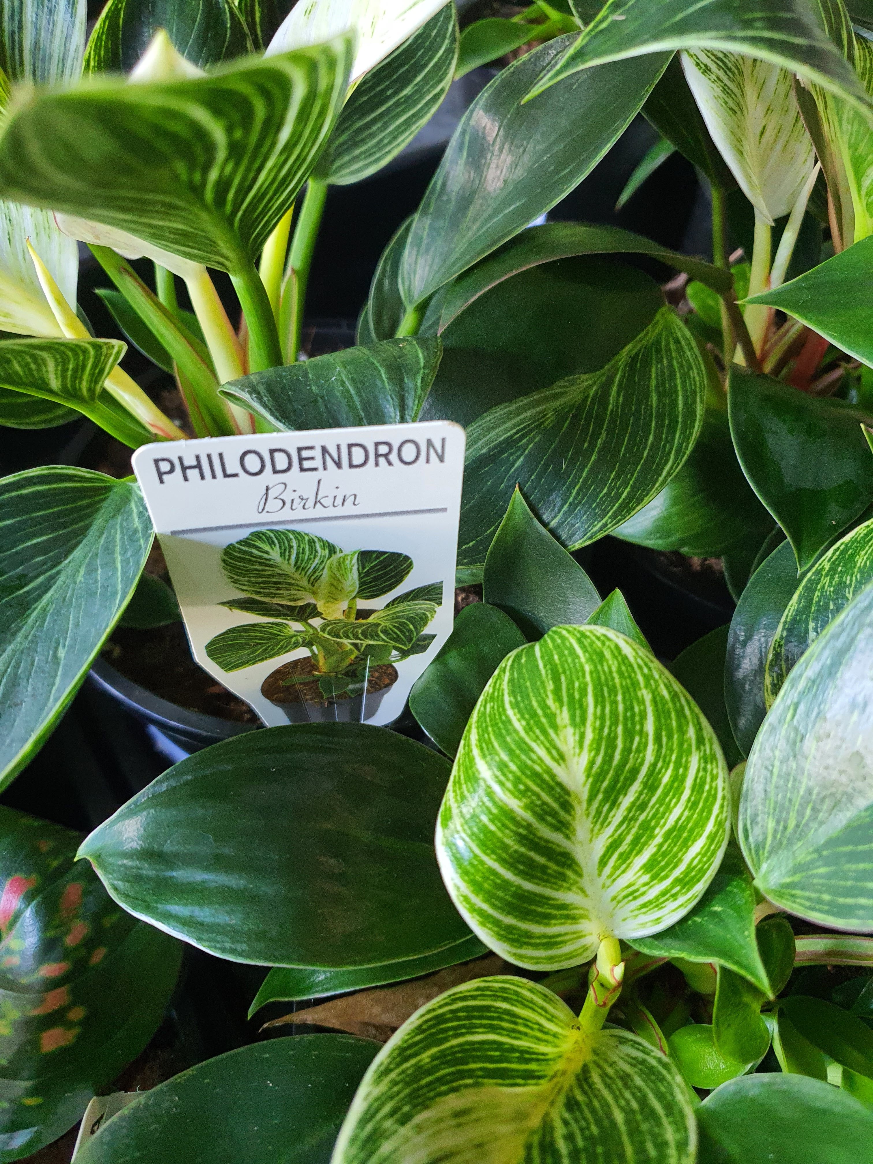 Philodendron birkin