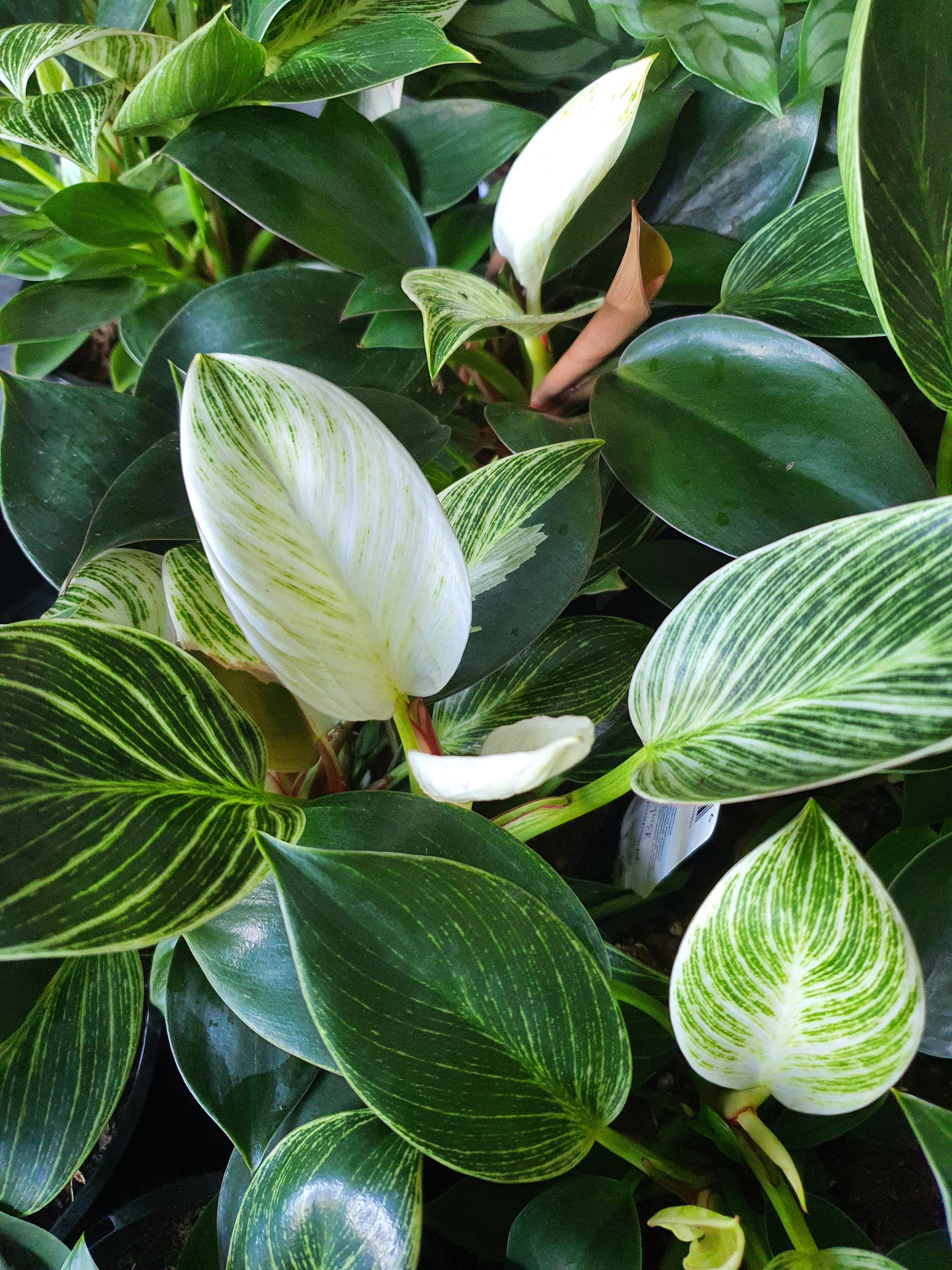 Philodendron birkin