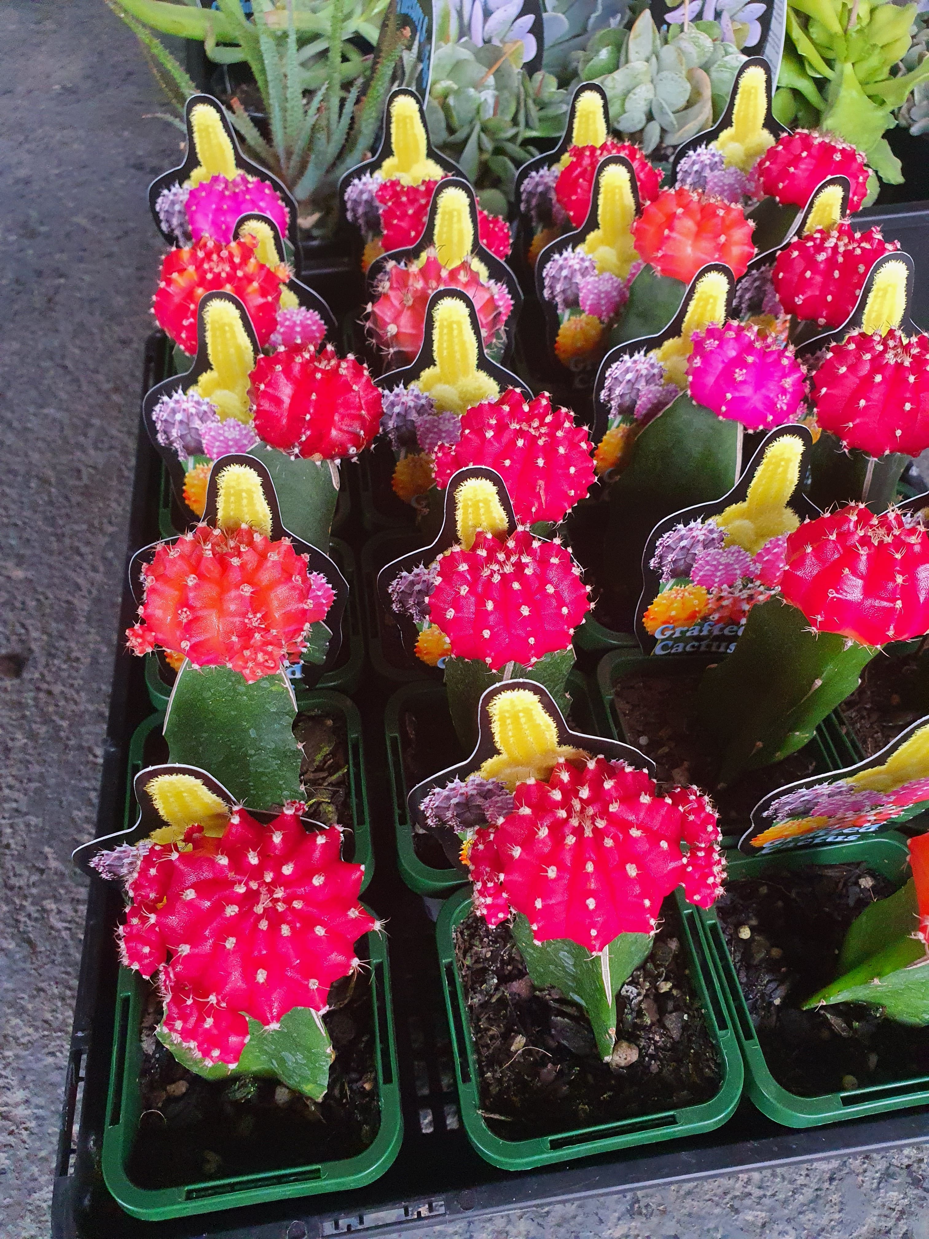 Colourful Cacti