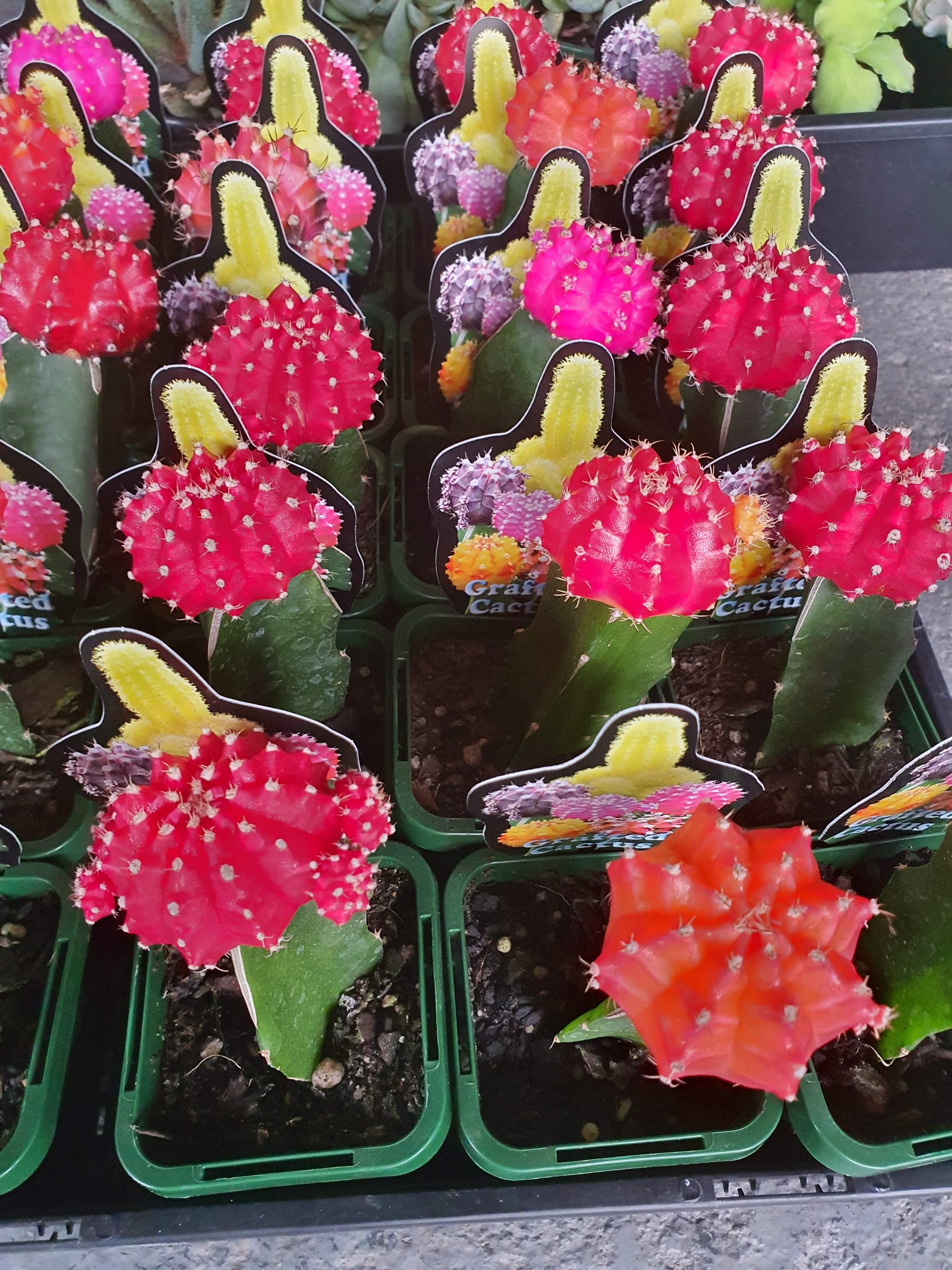 Colourful Cacti