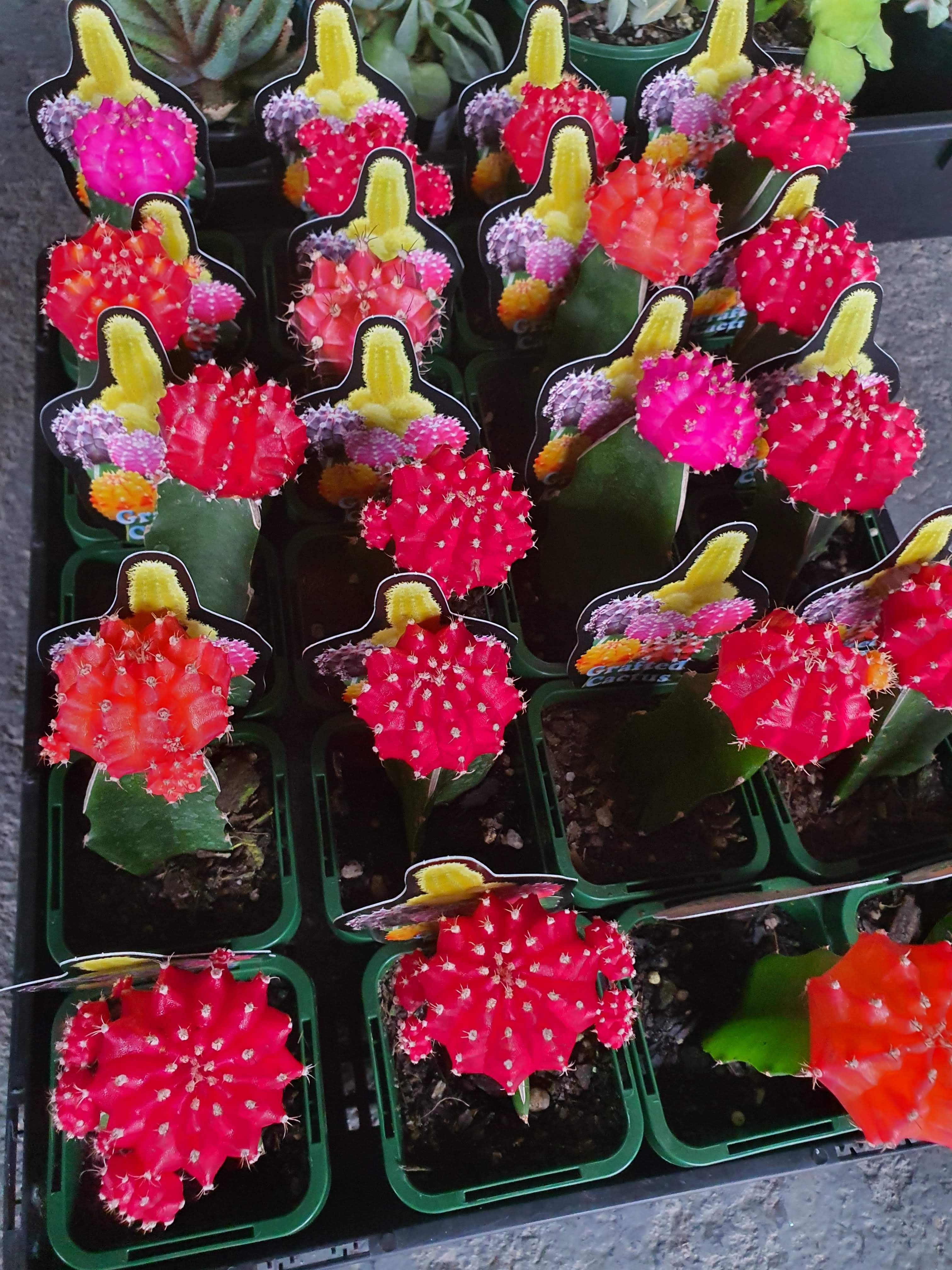 Colourful Cacti