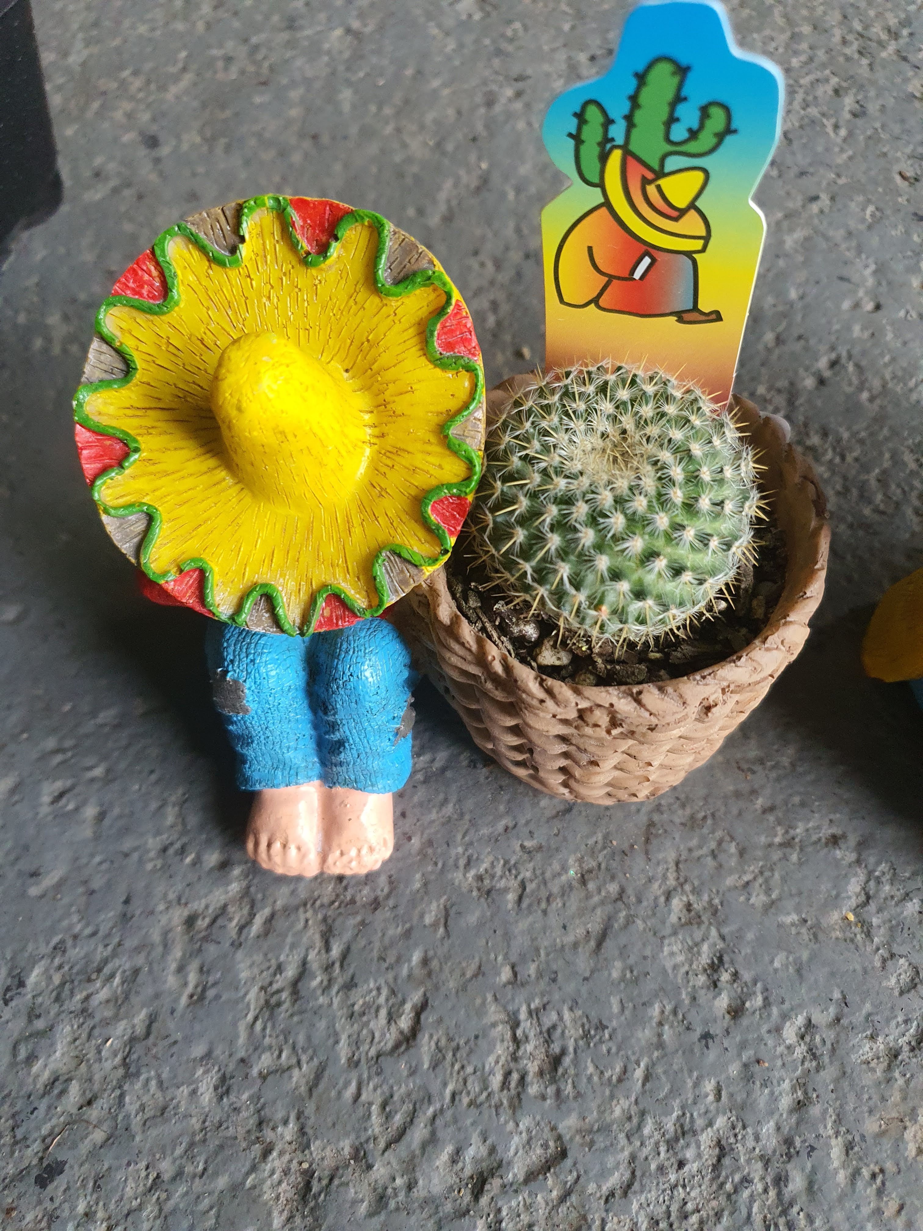 Cactus decorative