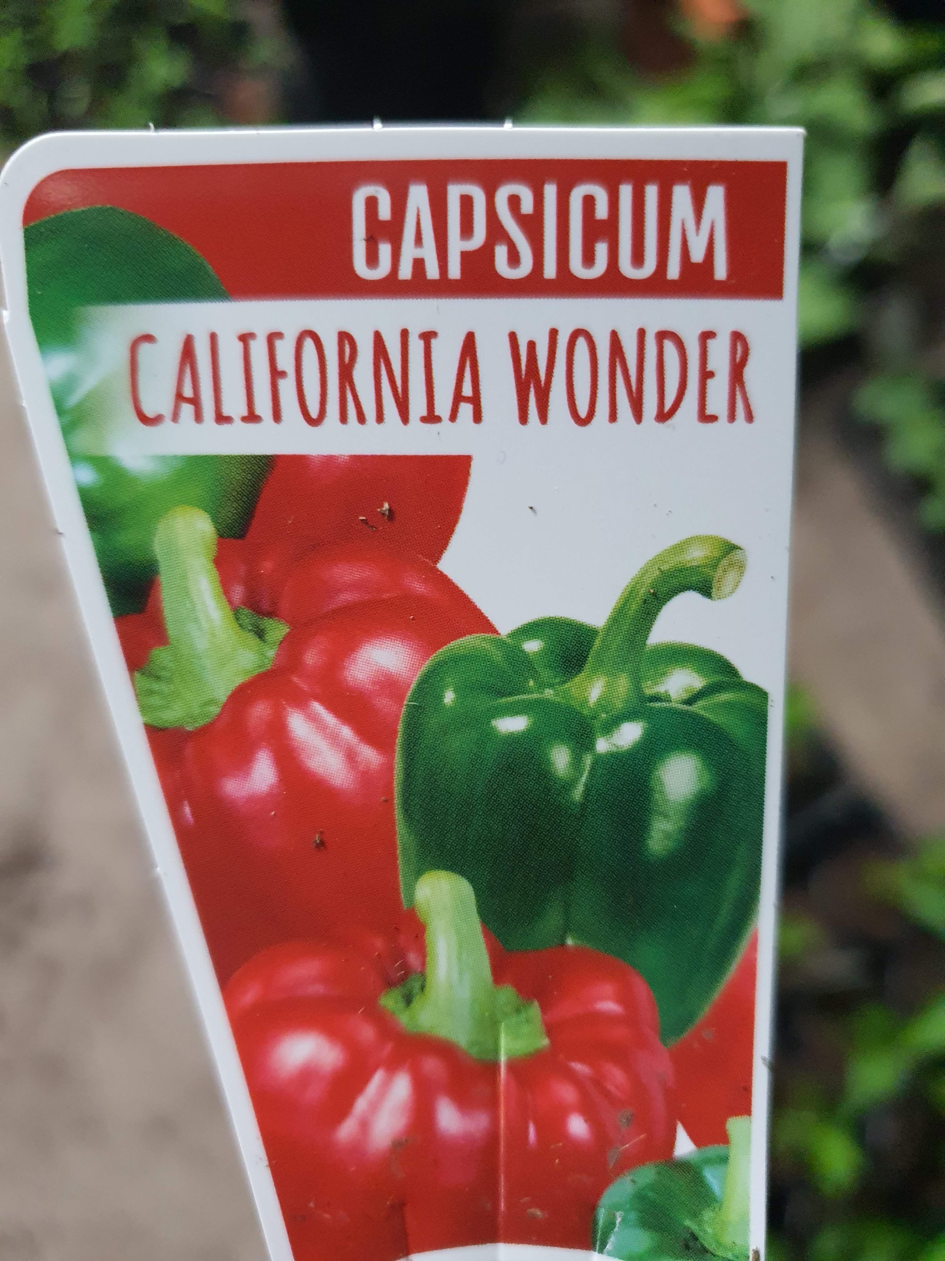 Capsicum