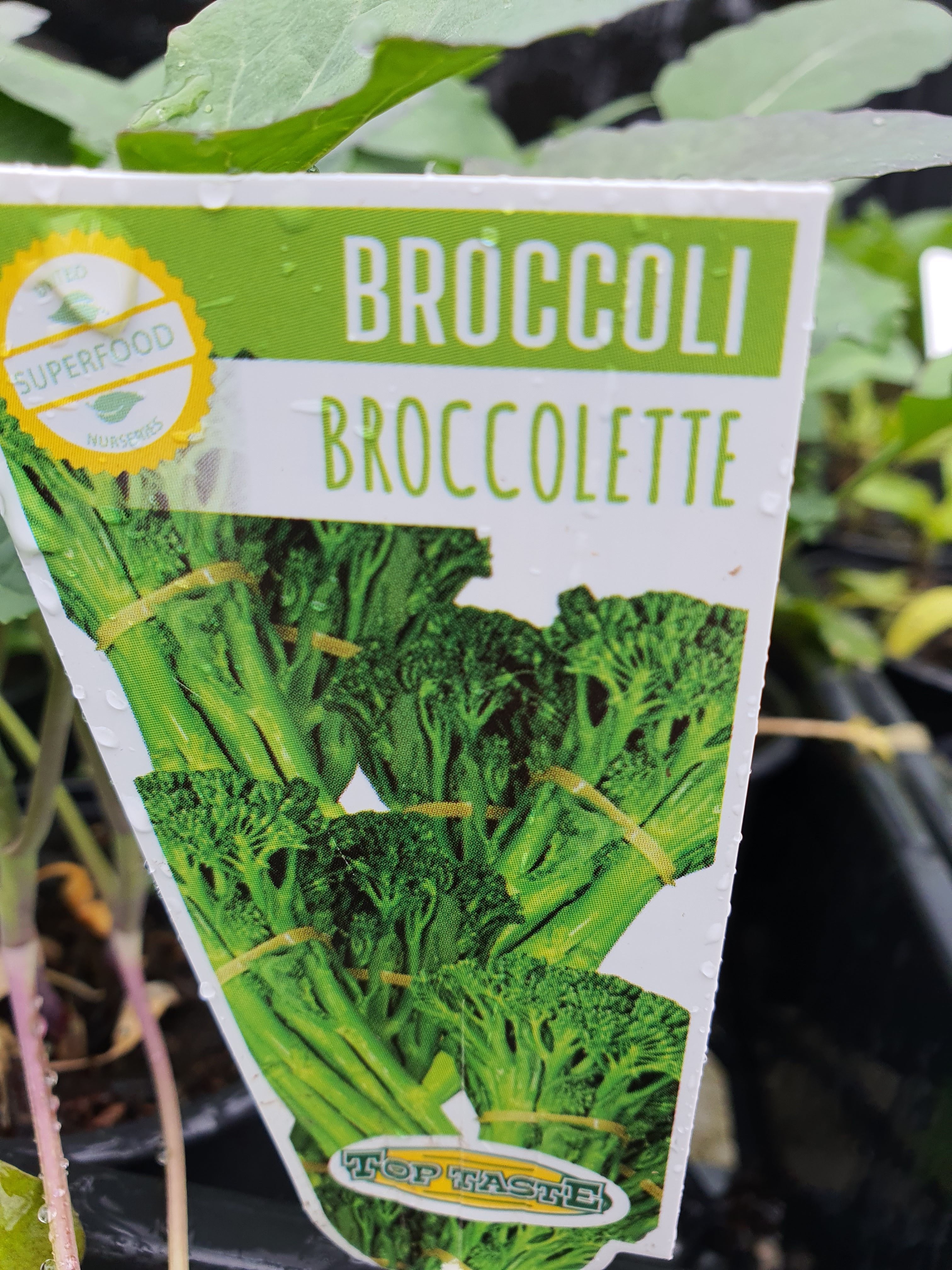 Broccoli