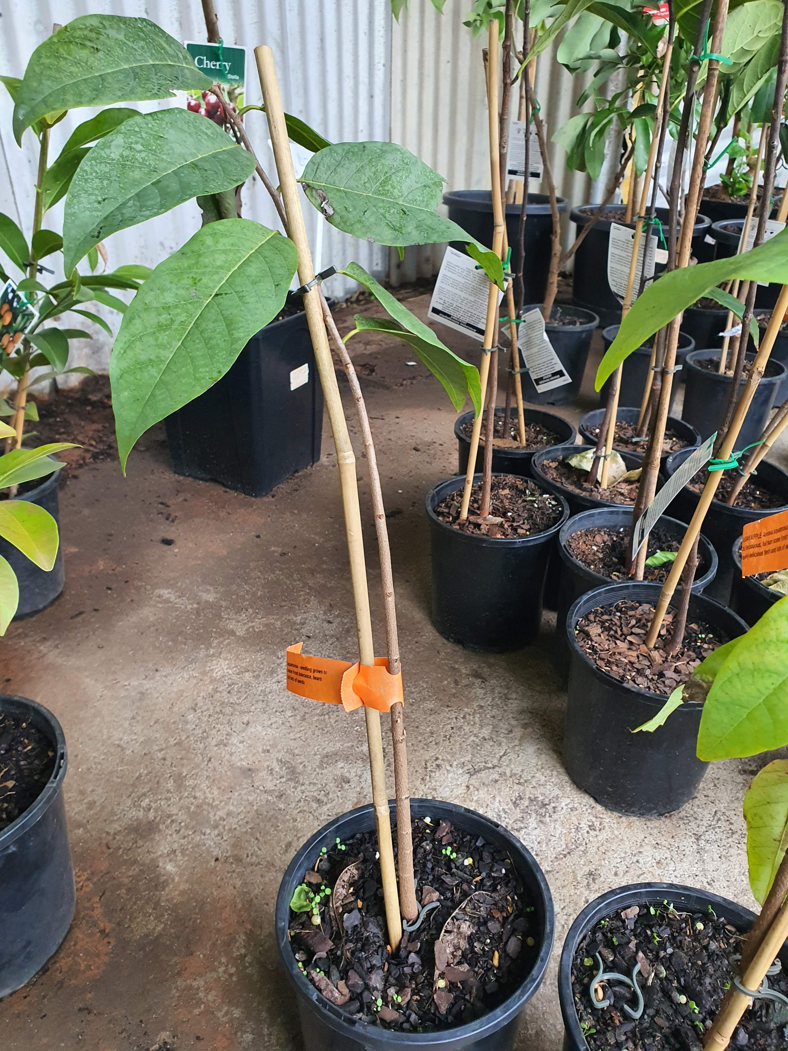 Grafted Custard apple