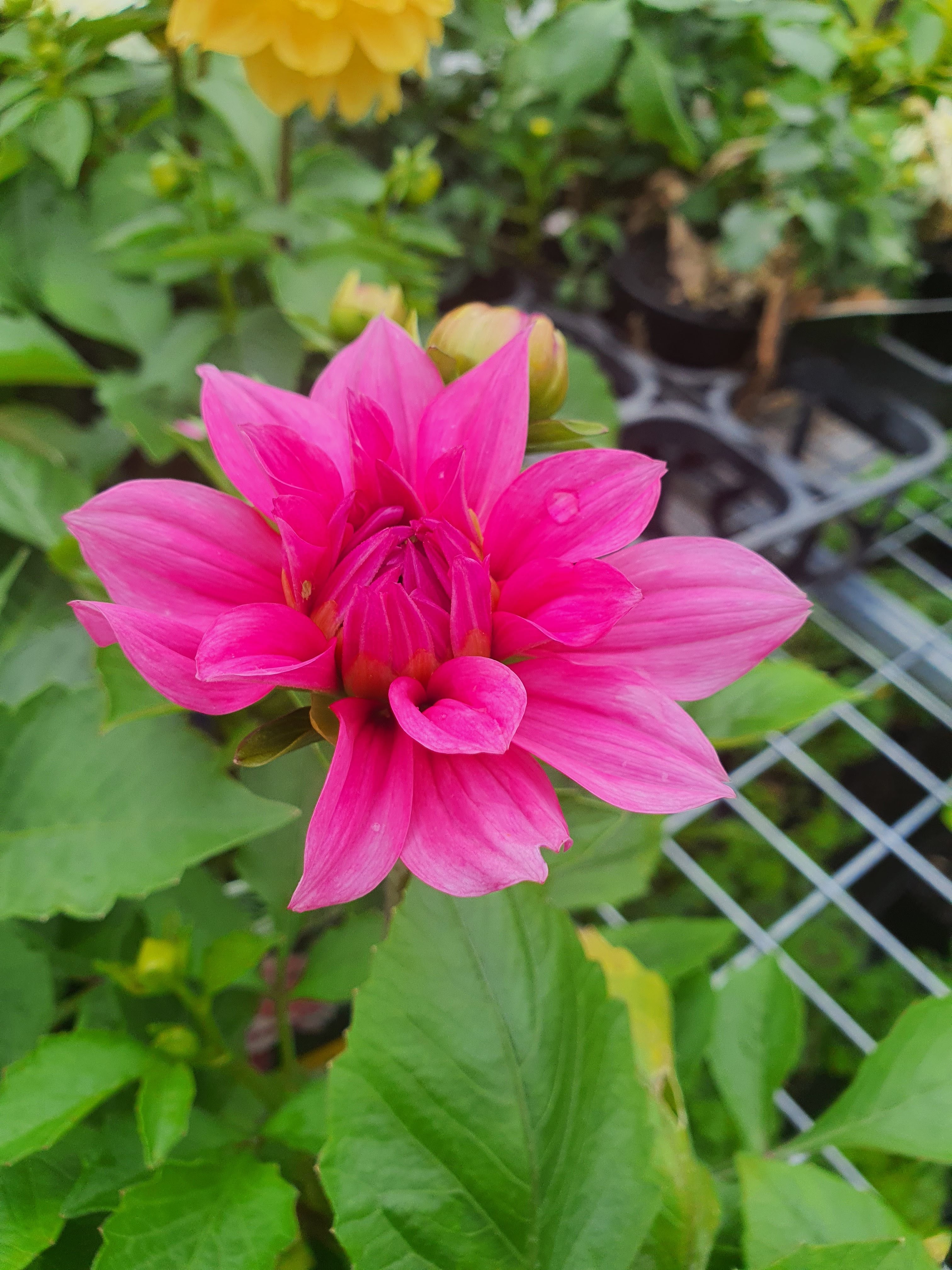 Dahlia