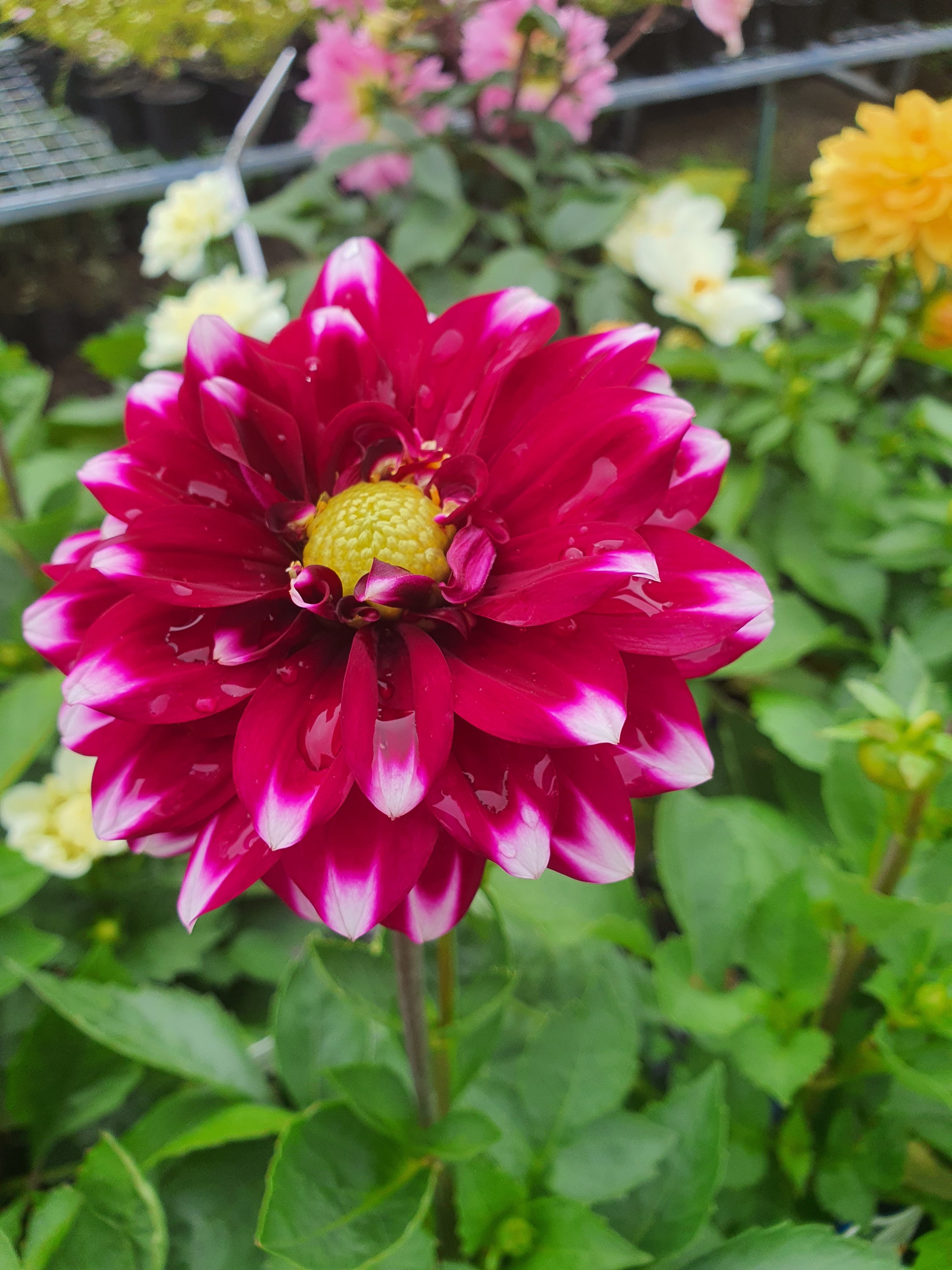 Dahlia