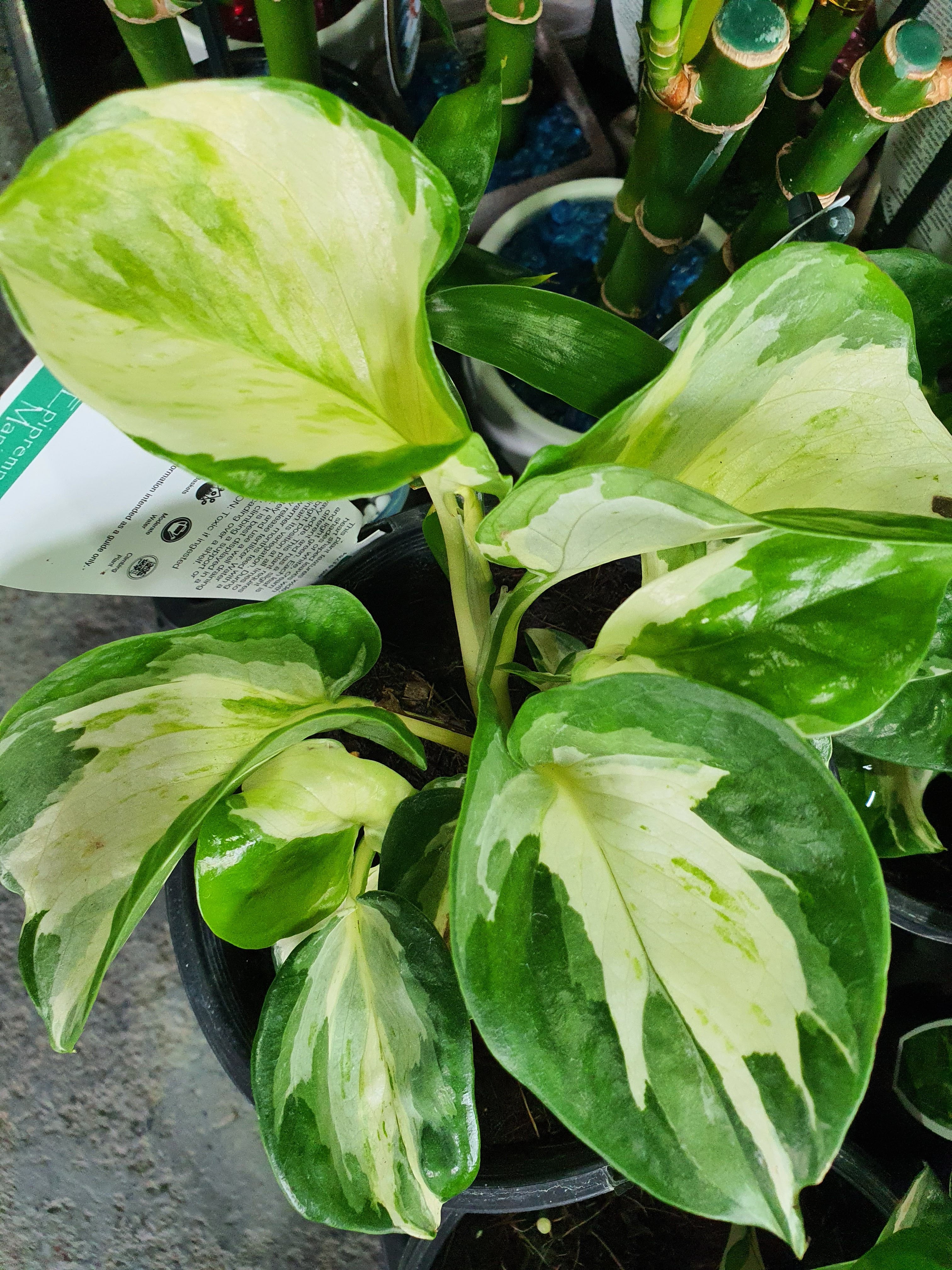 Manjula Pothos