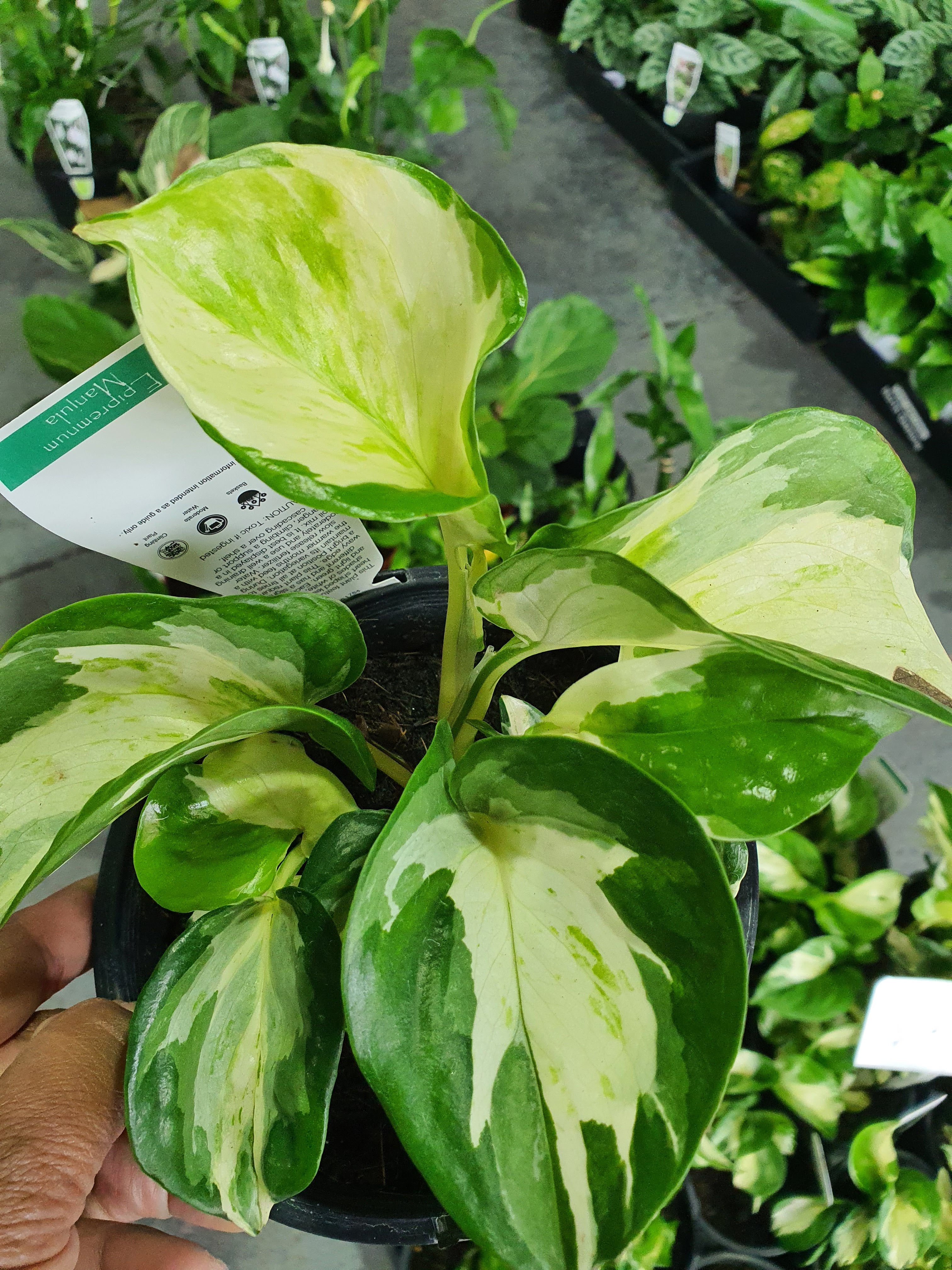 Manjula Pothos