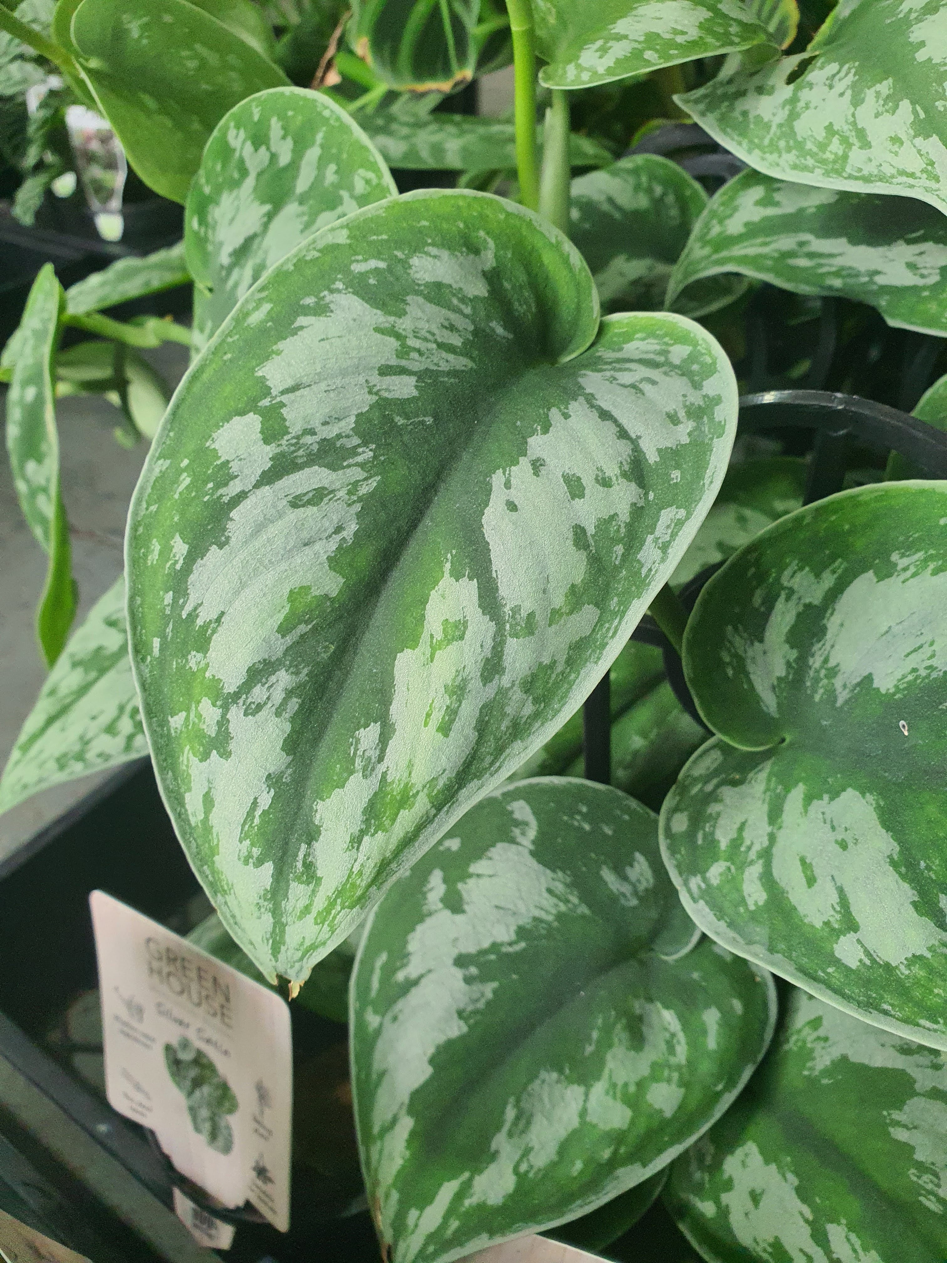 Silver Satin Pothos