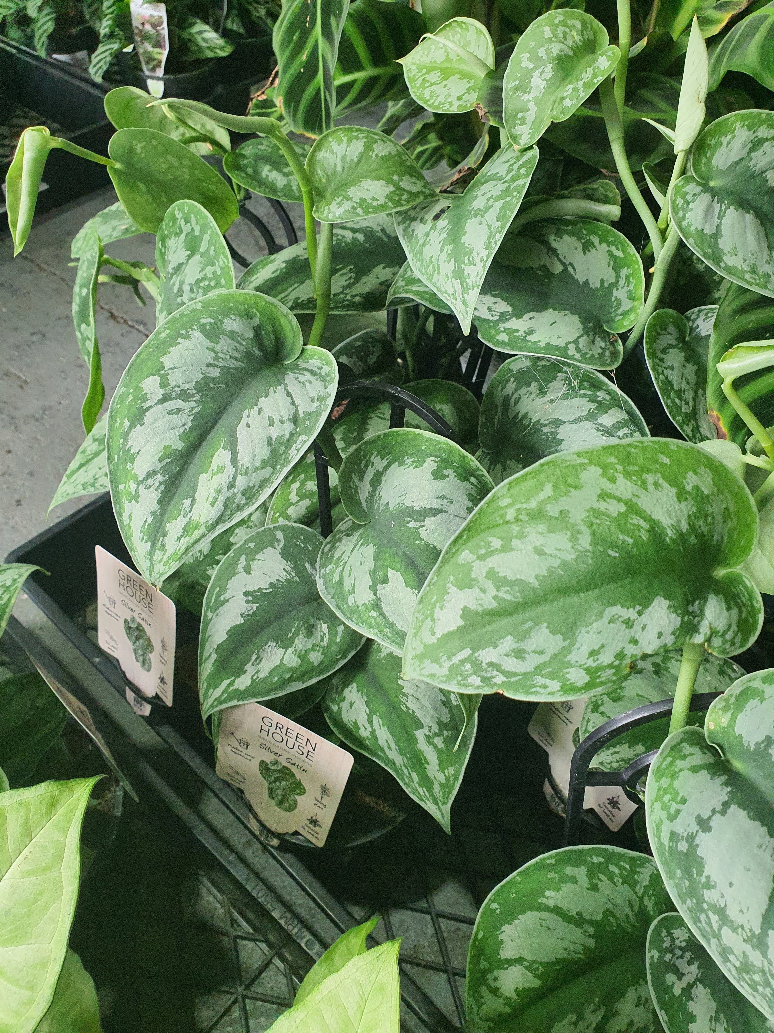 Silver Satin Pothos