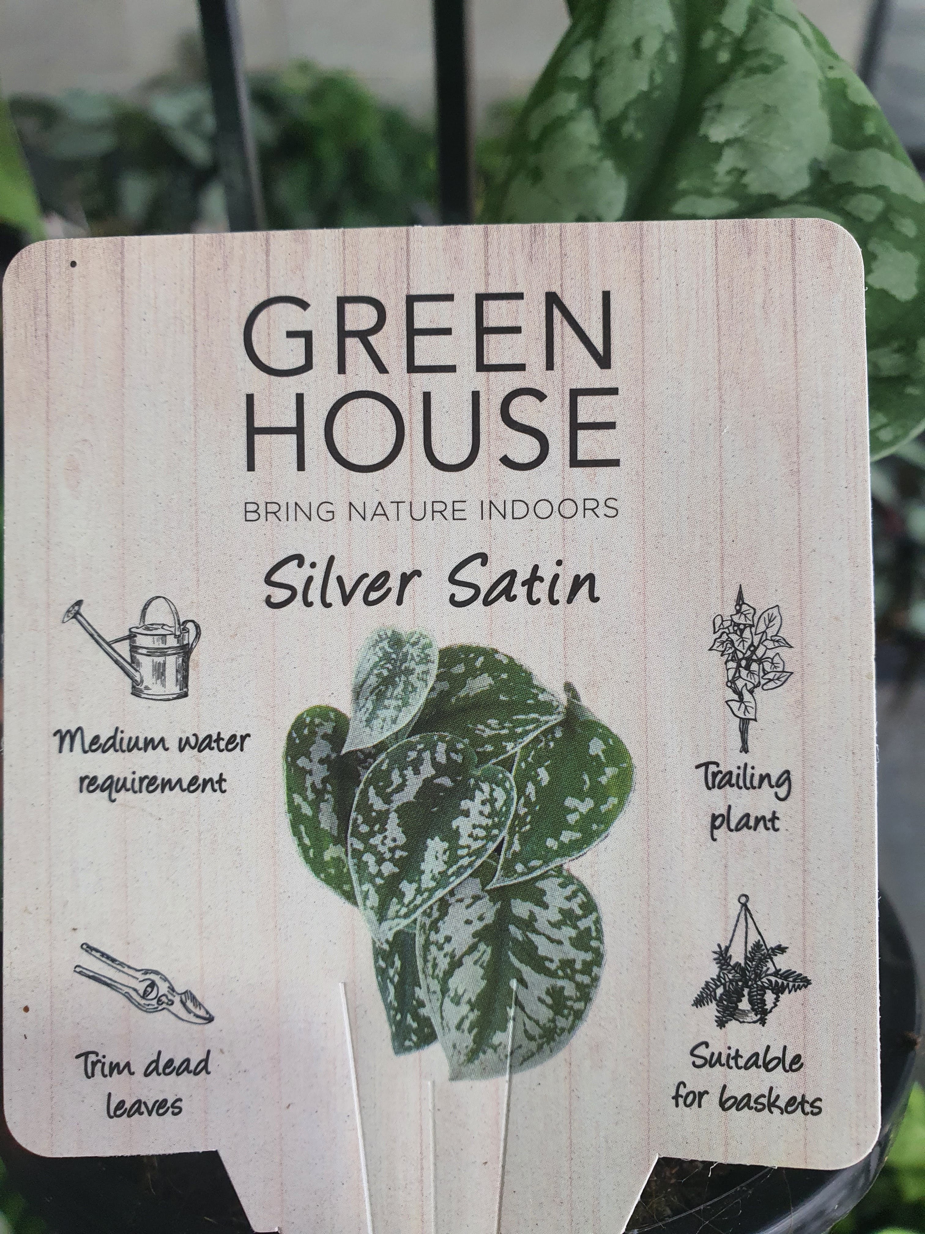 Silver Satin Pothos