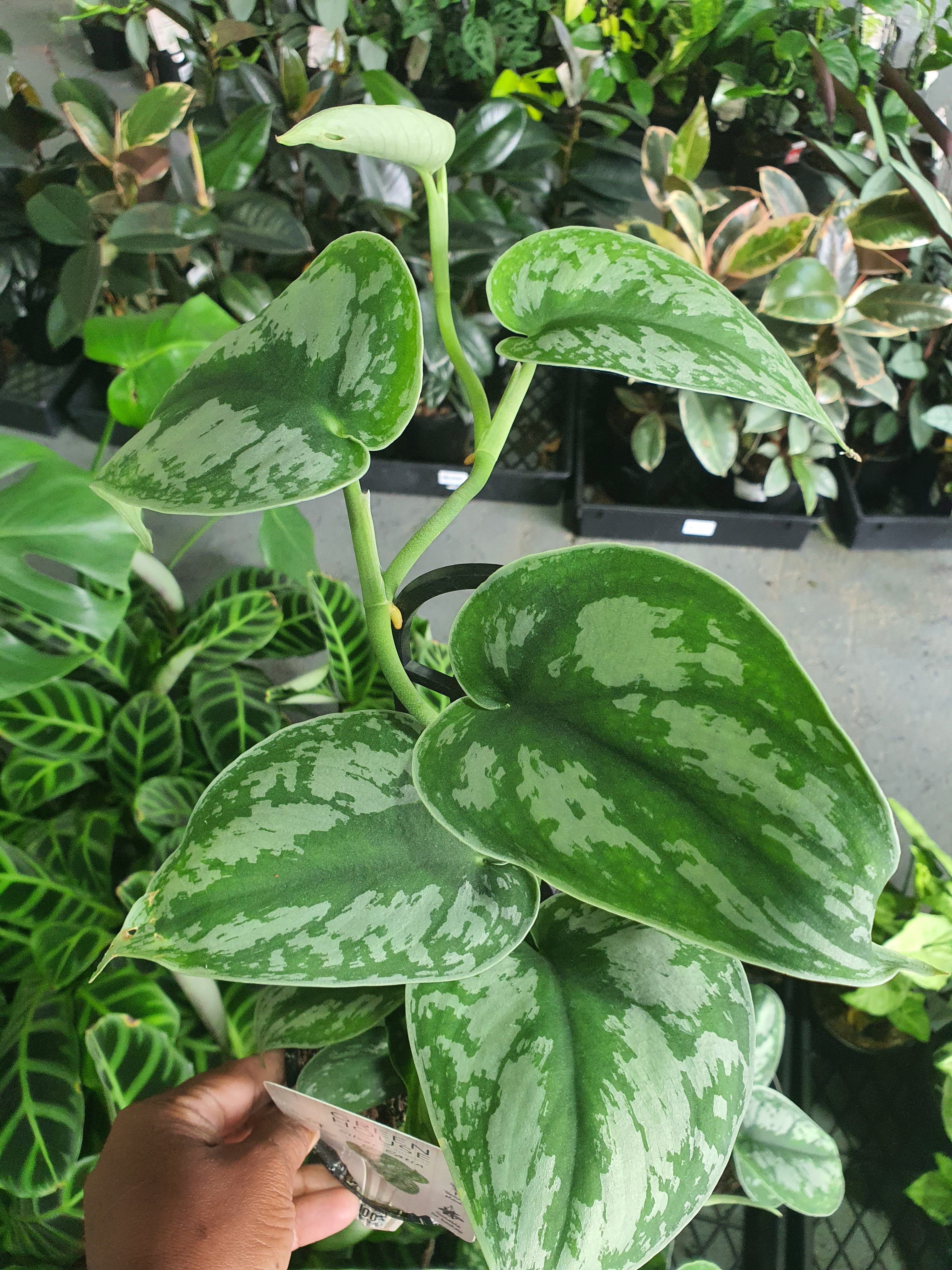 Silver Satin Pothos