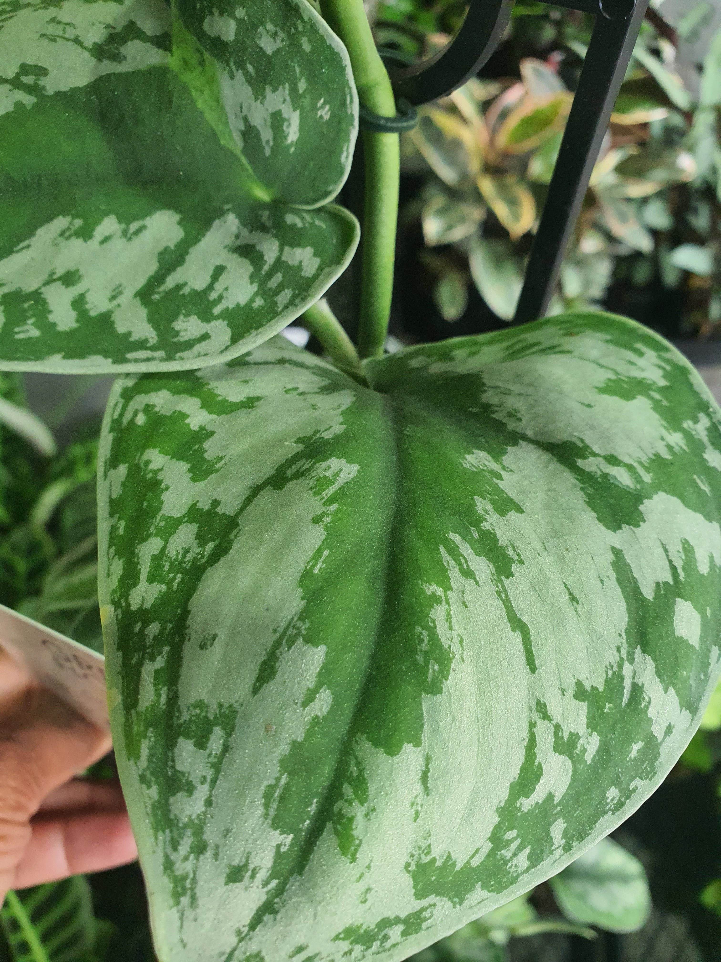 Silver Satin Pothos