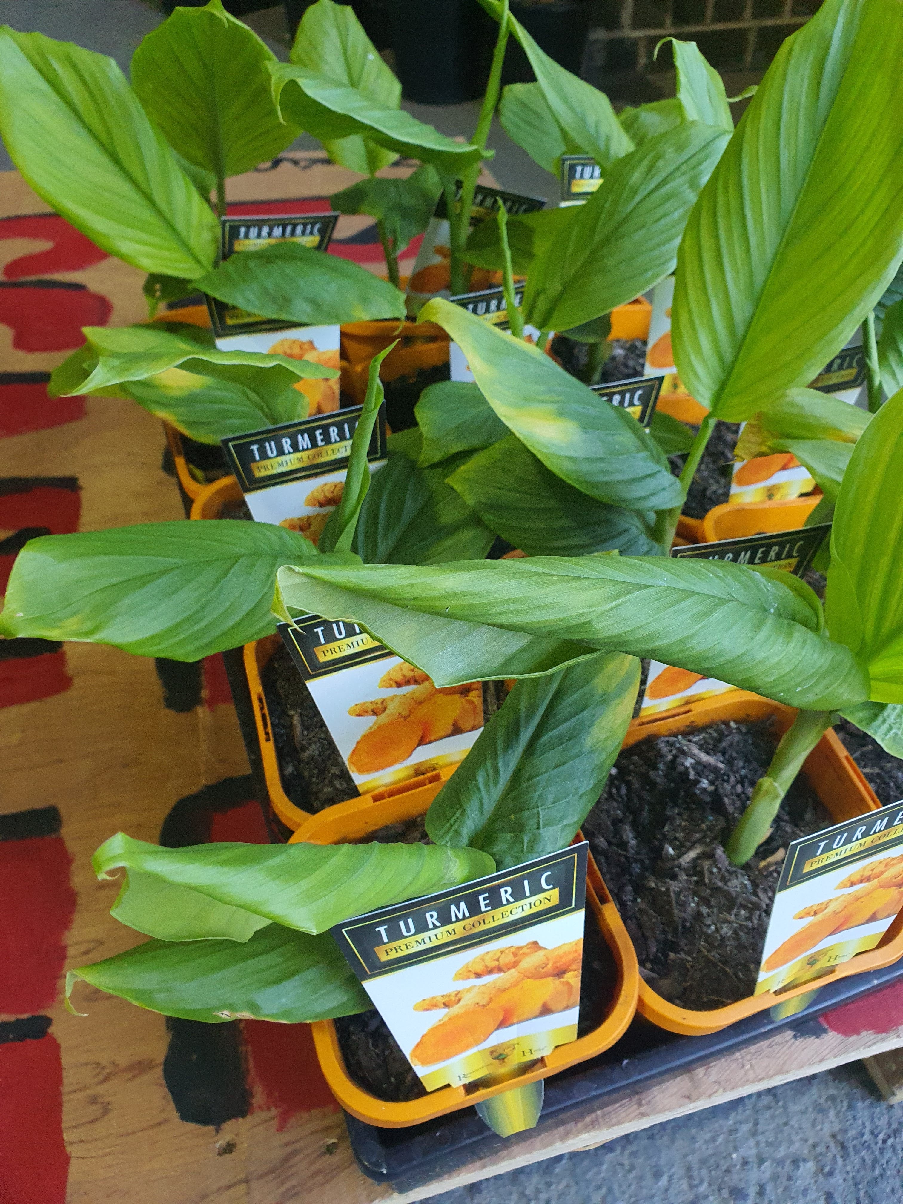 Turmeric plant