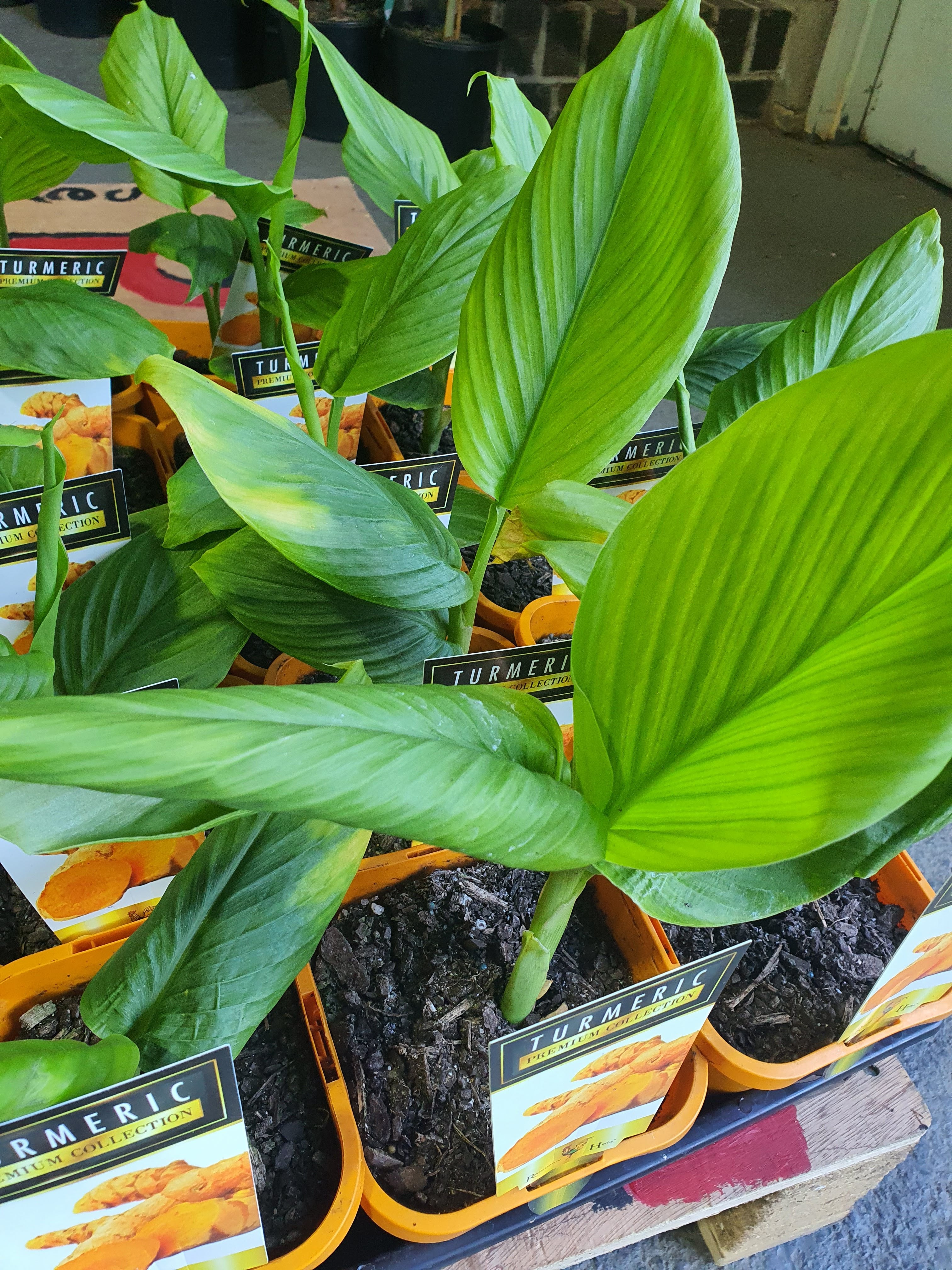 Turmeric plant