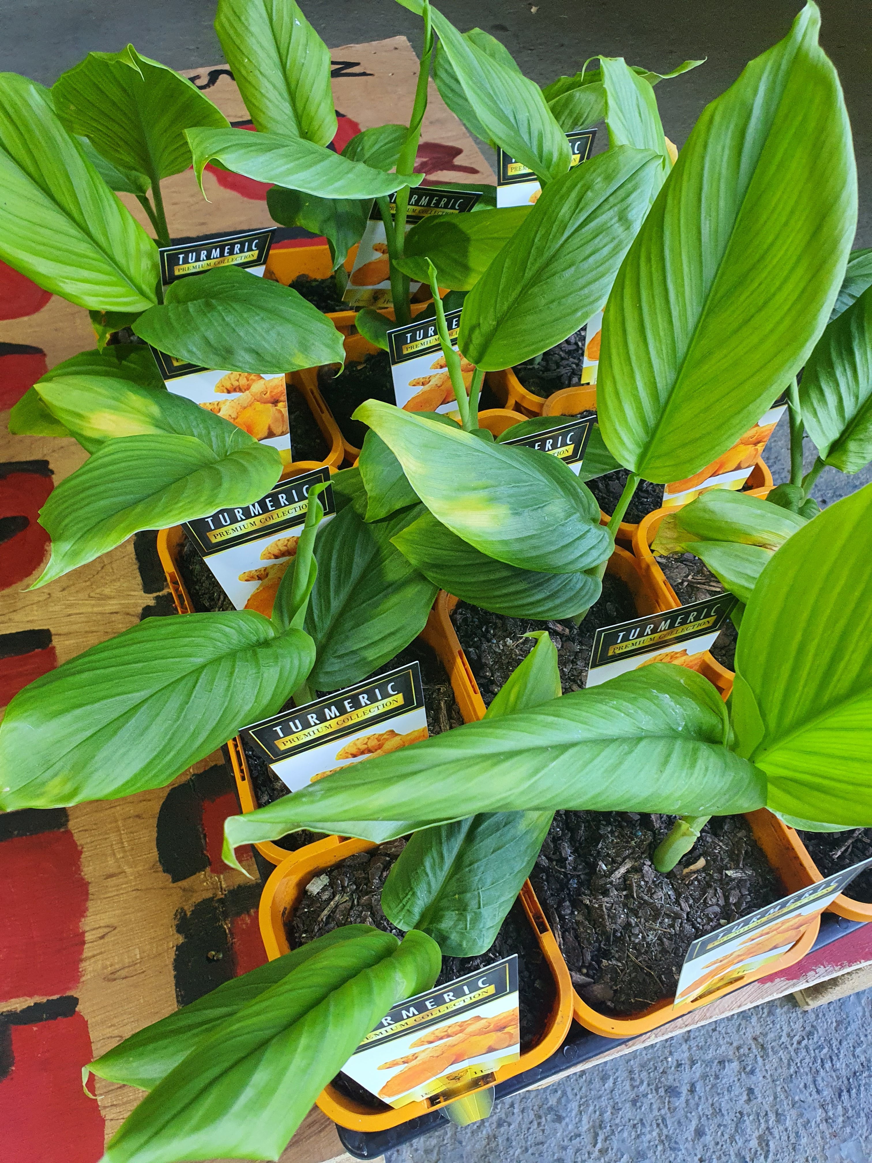 Turmeric plant