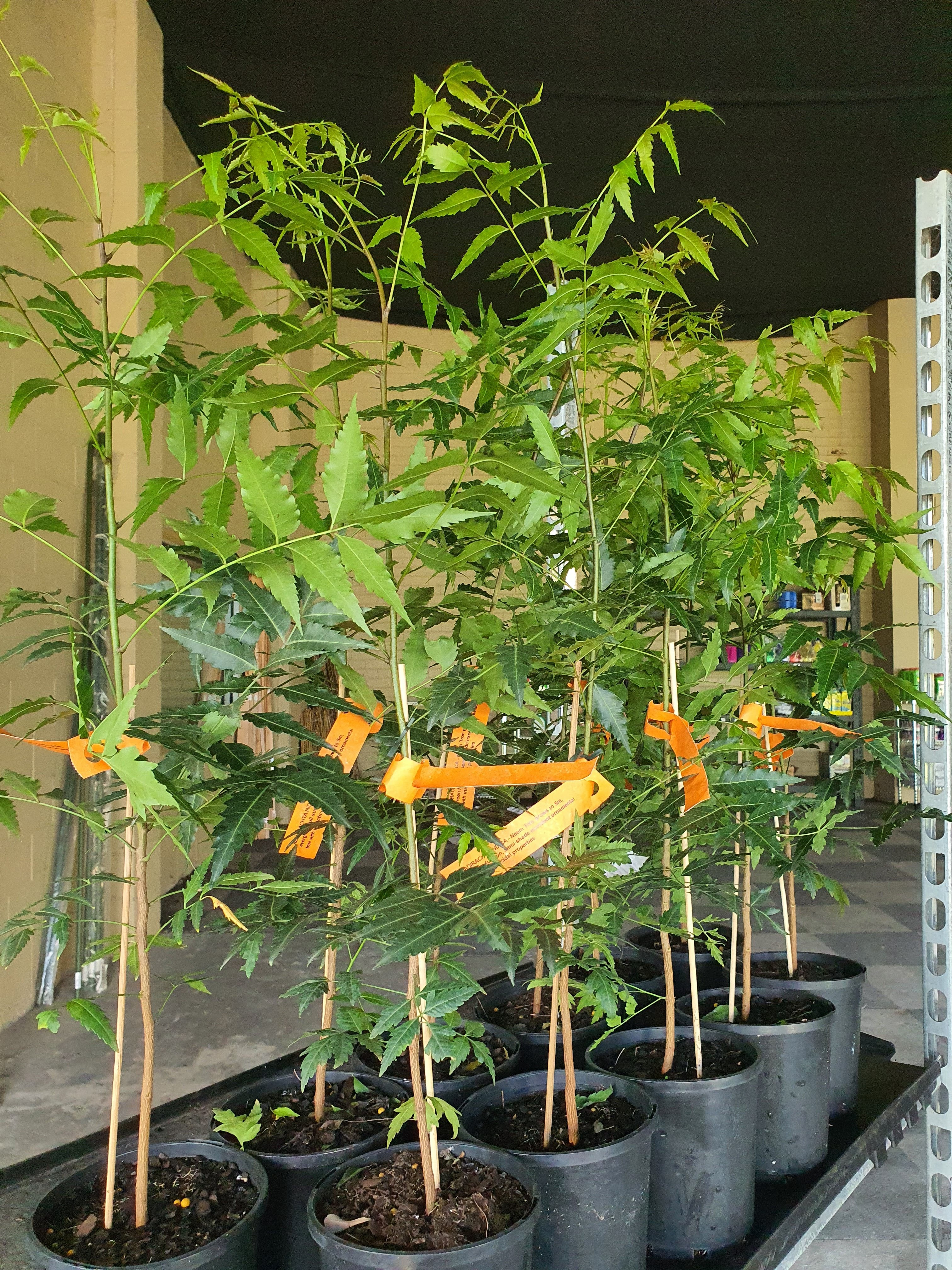 Neem plant