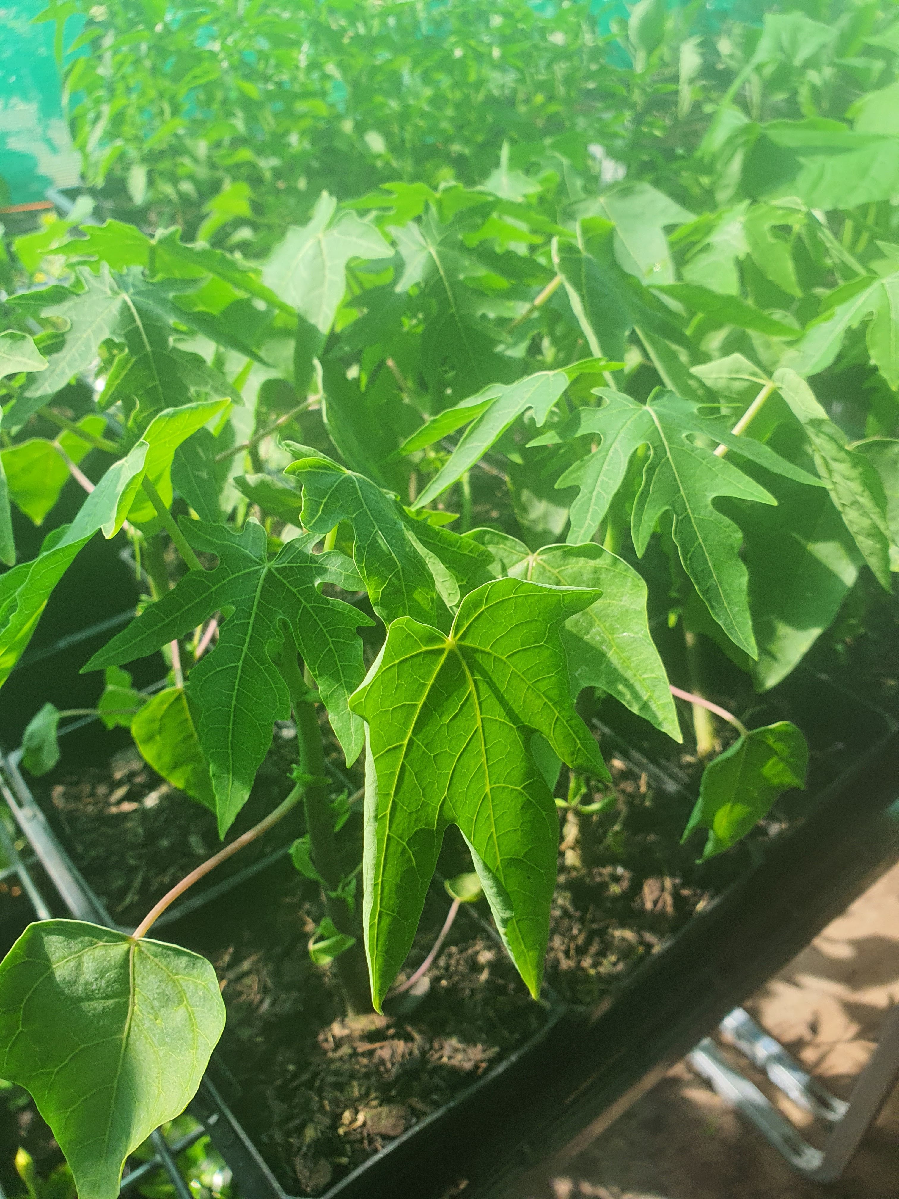 Papaya plant