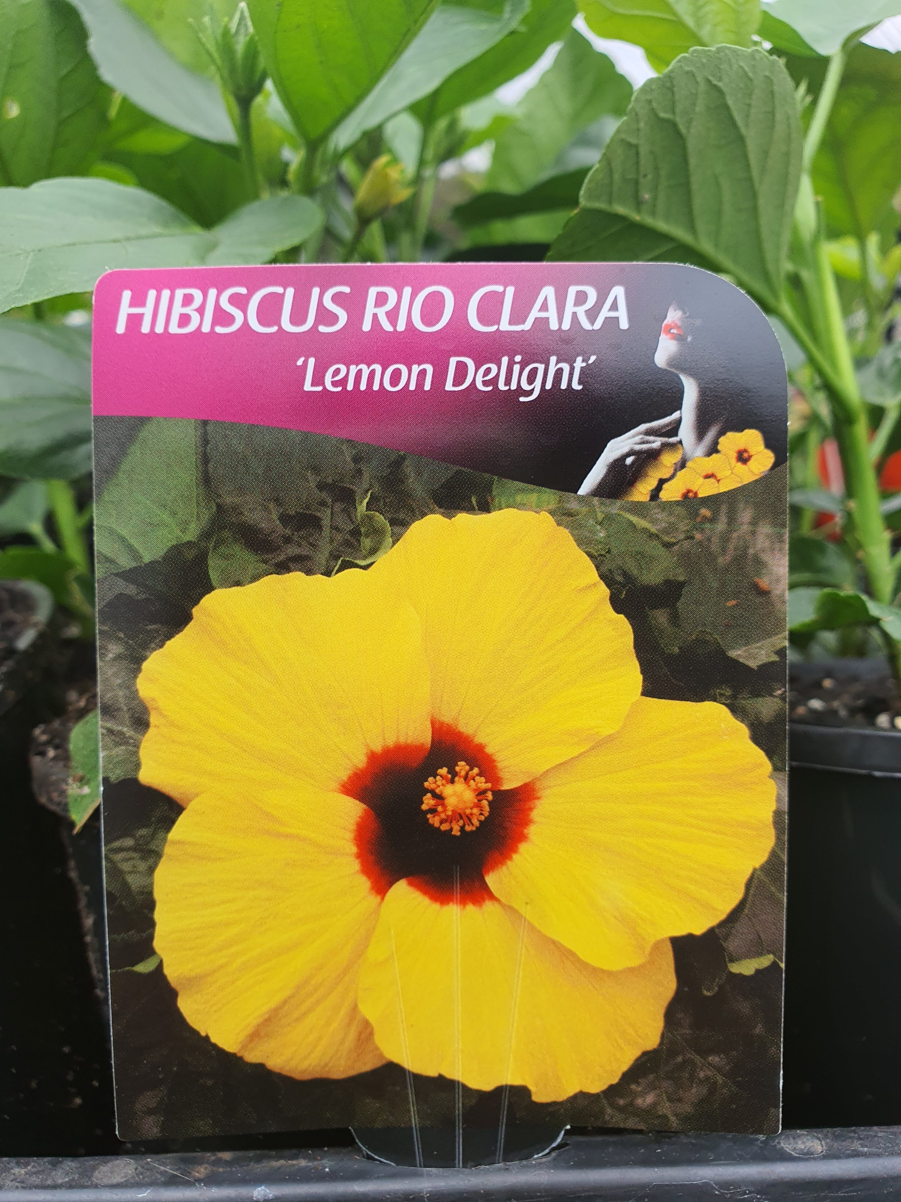 Hibiscus