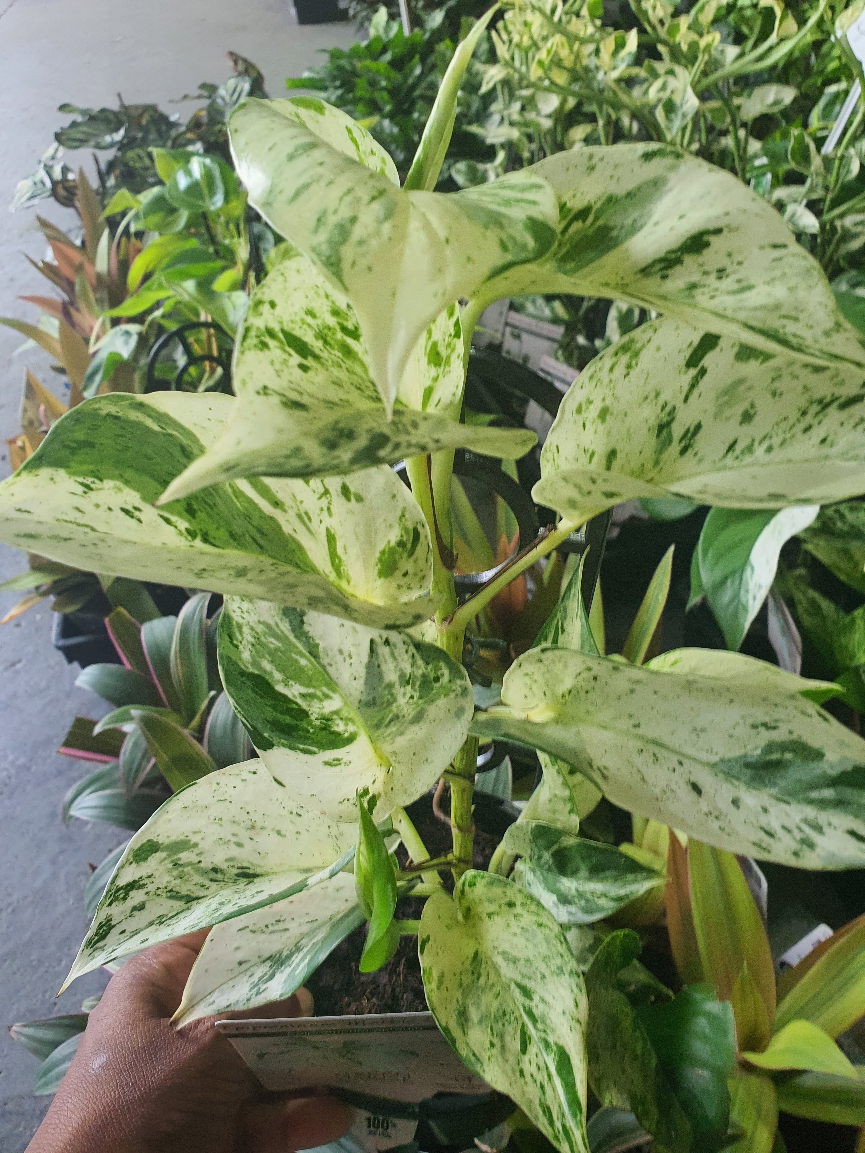 Marble queen pothos