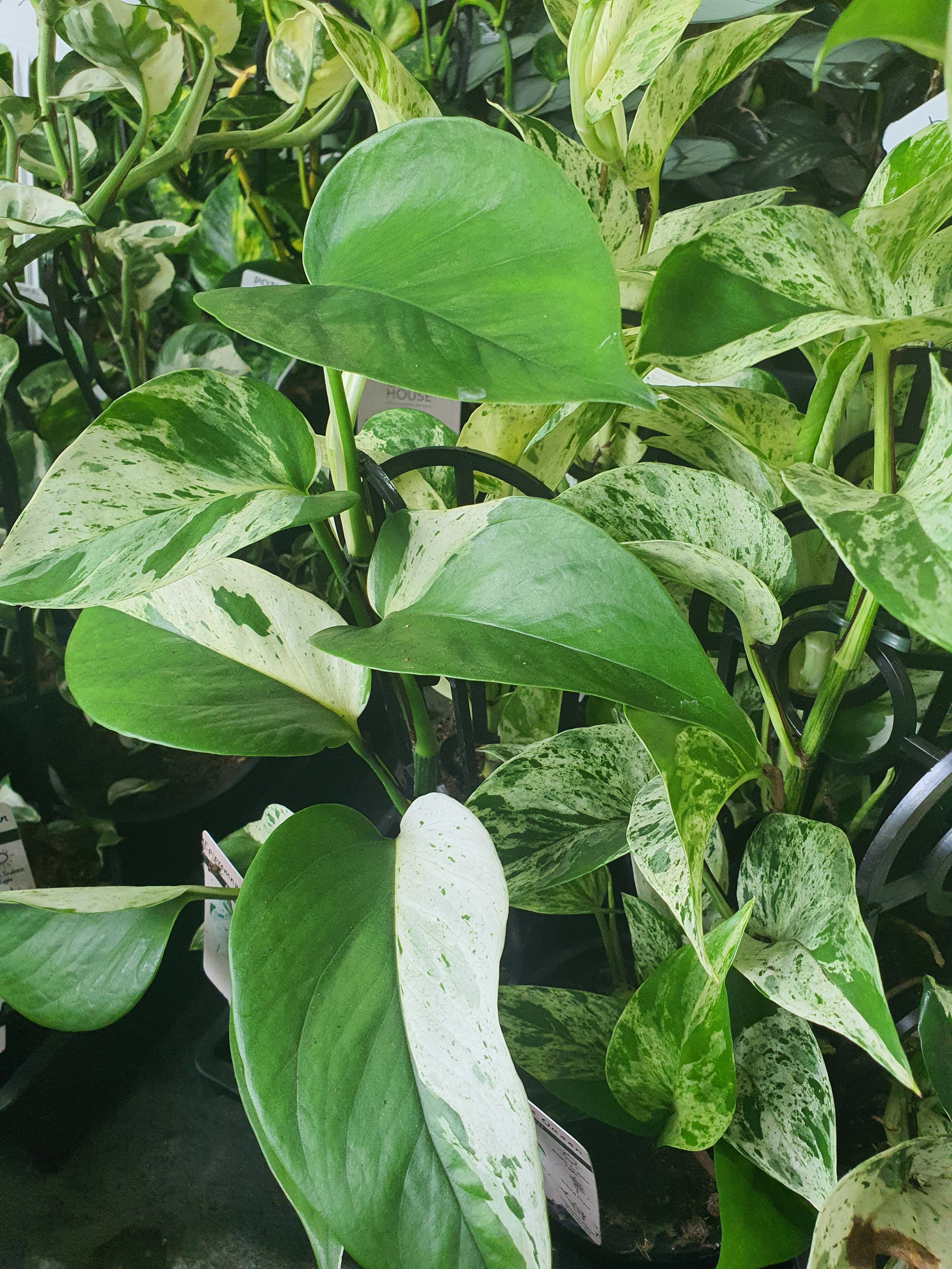 Marble queen pothos