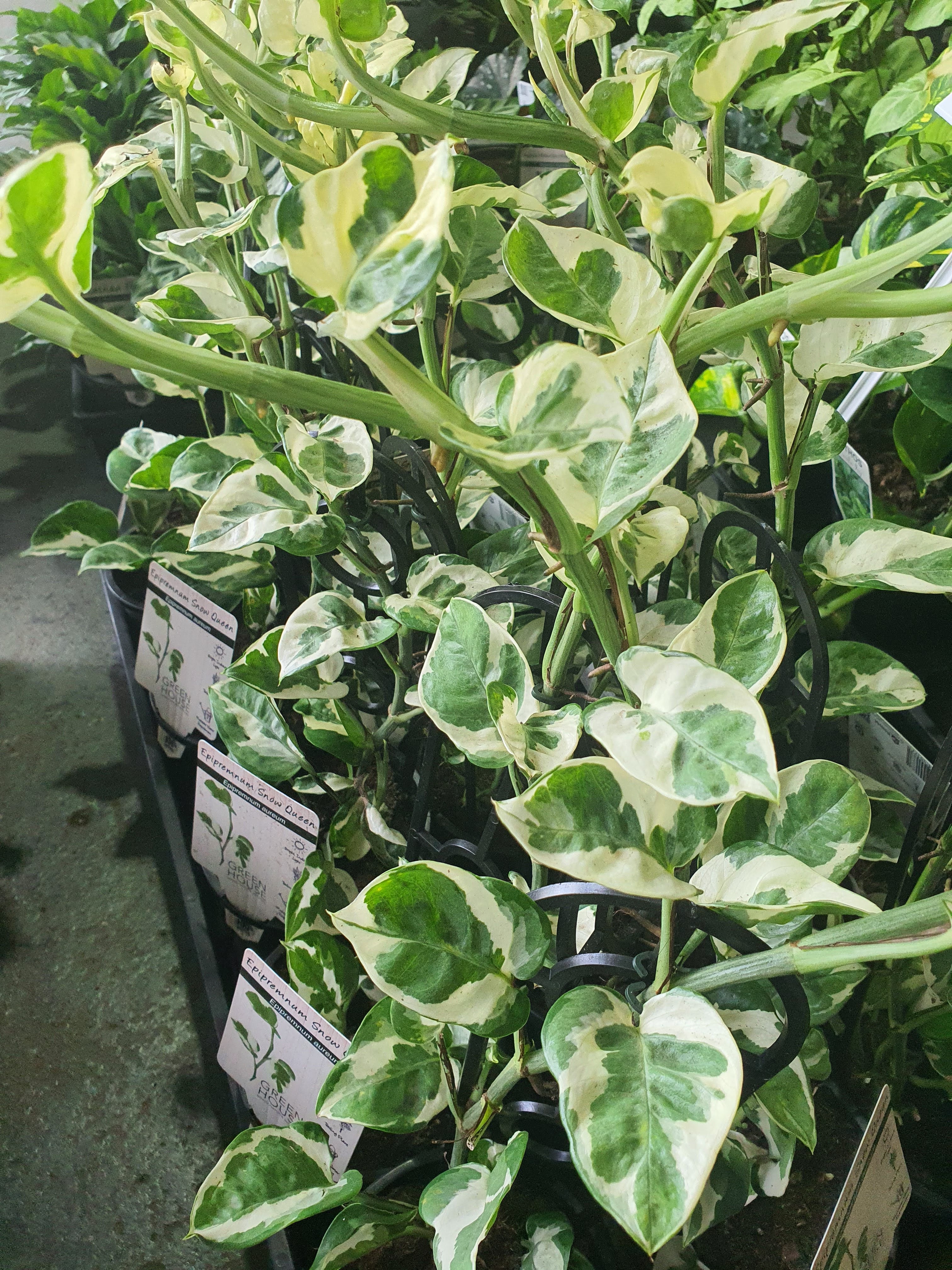 Snow Queen Pothos