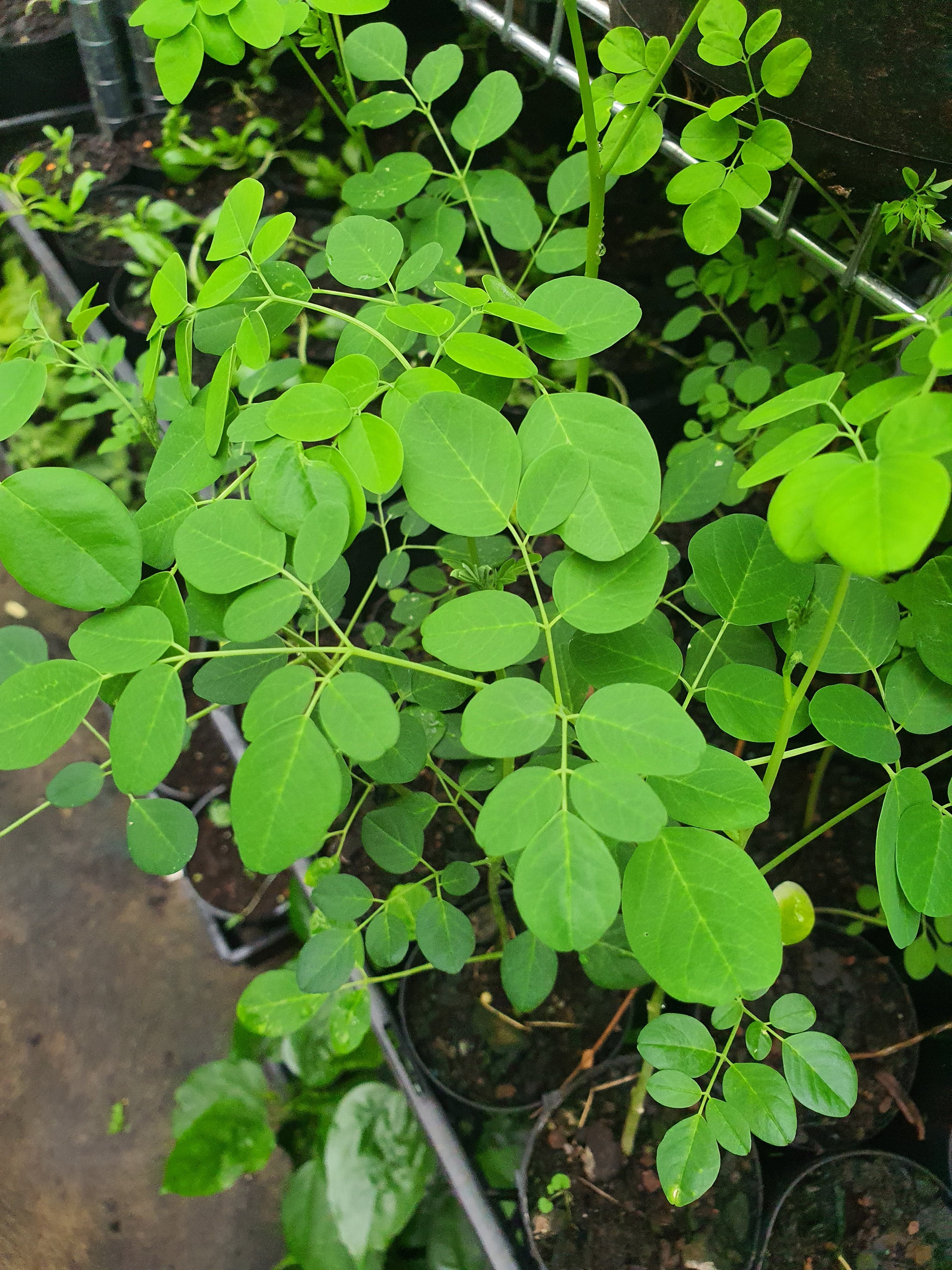 Drumstick (Moringa)