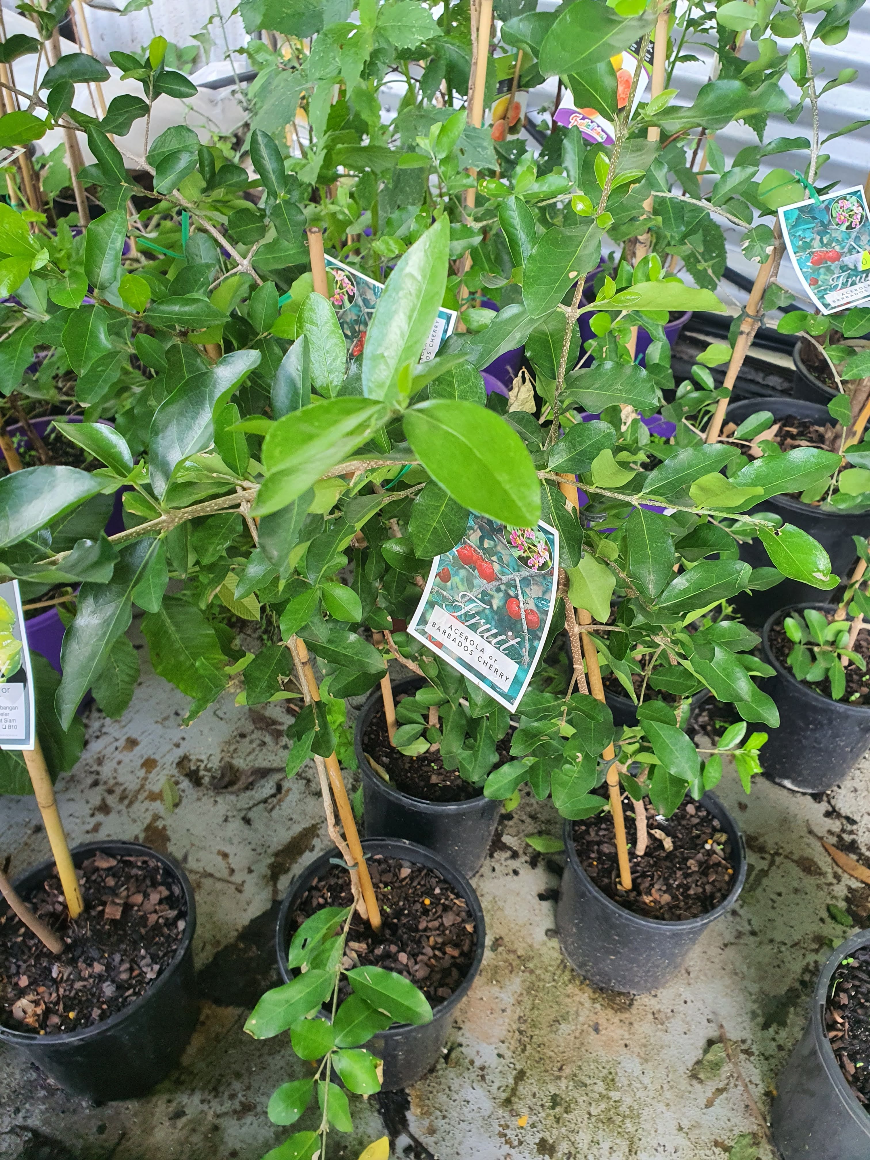 Acerola - Florida Sweet