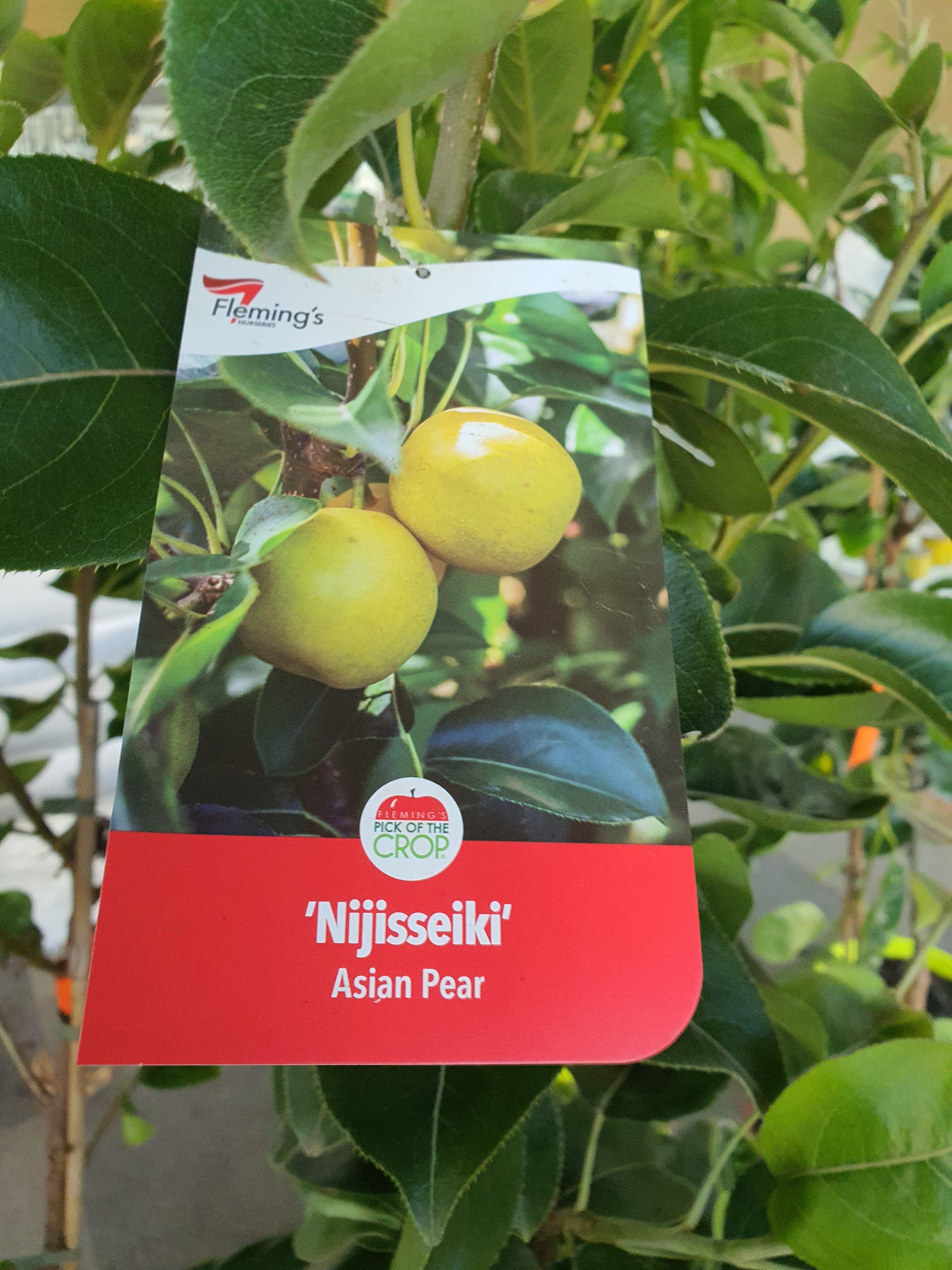 Nijisseiki Asian Pear