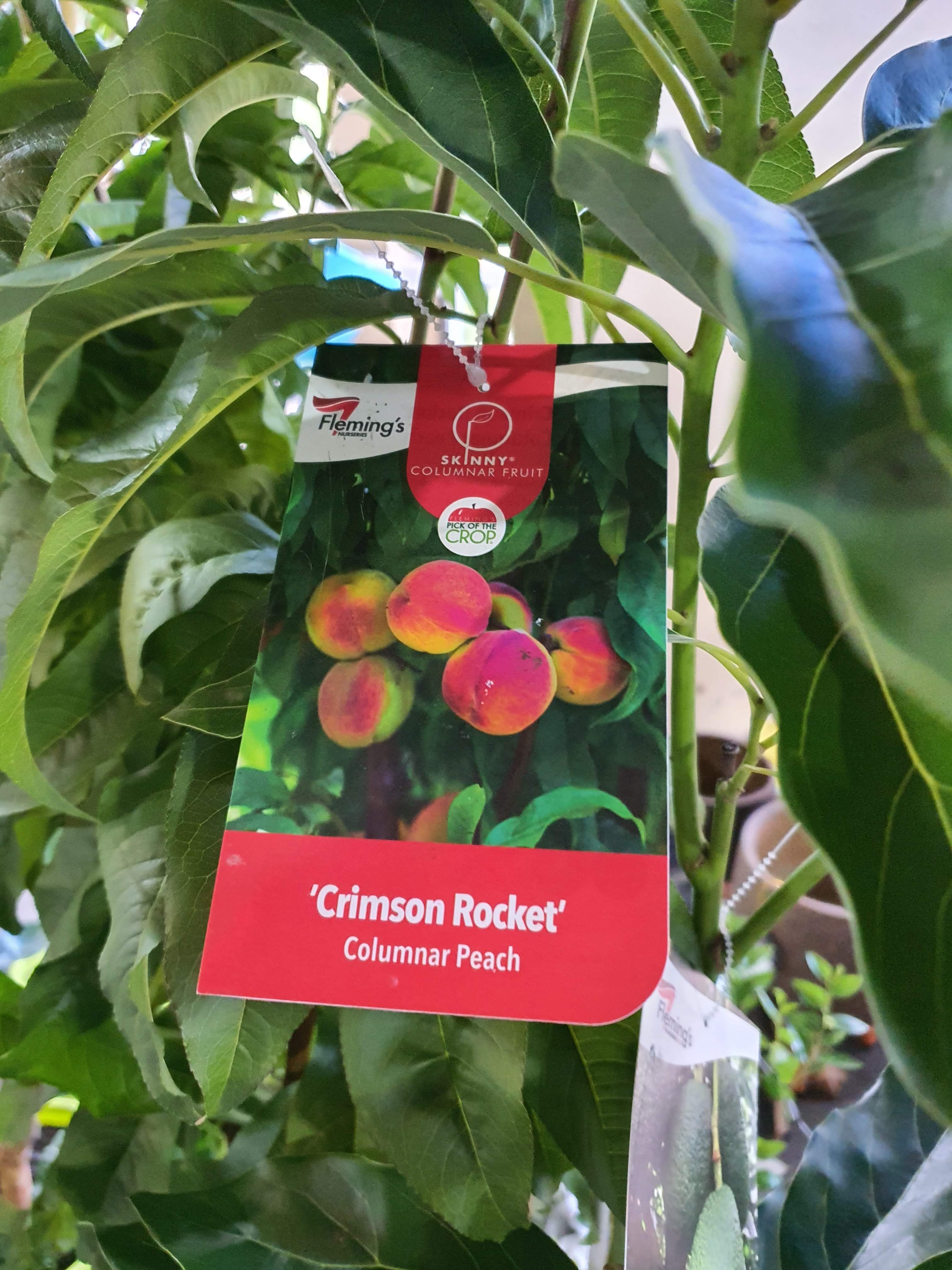 'Crimson Rocket' Peach