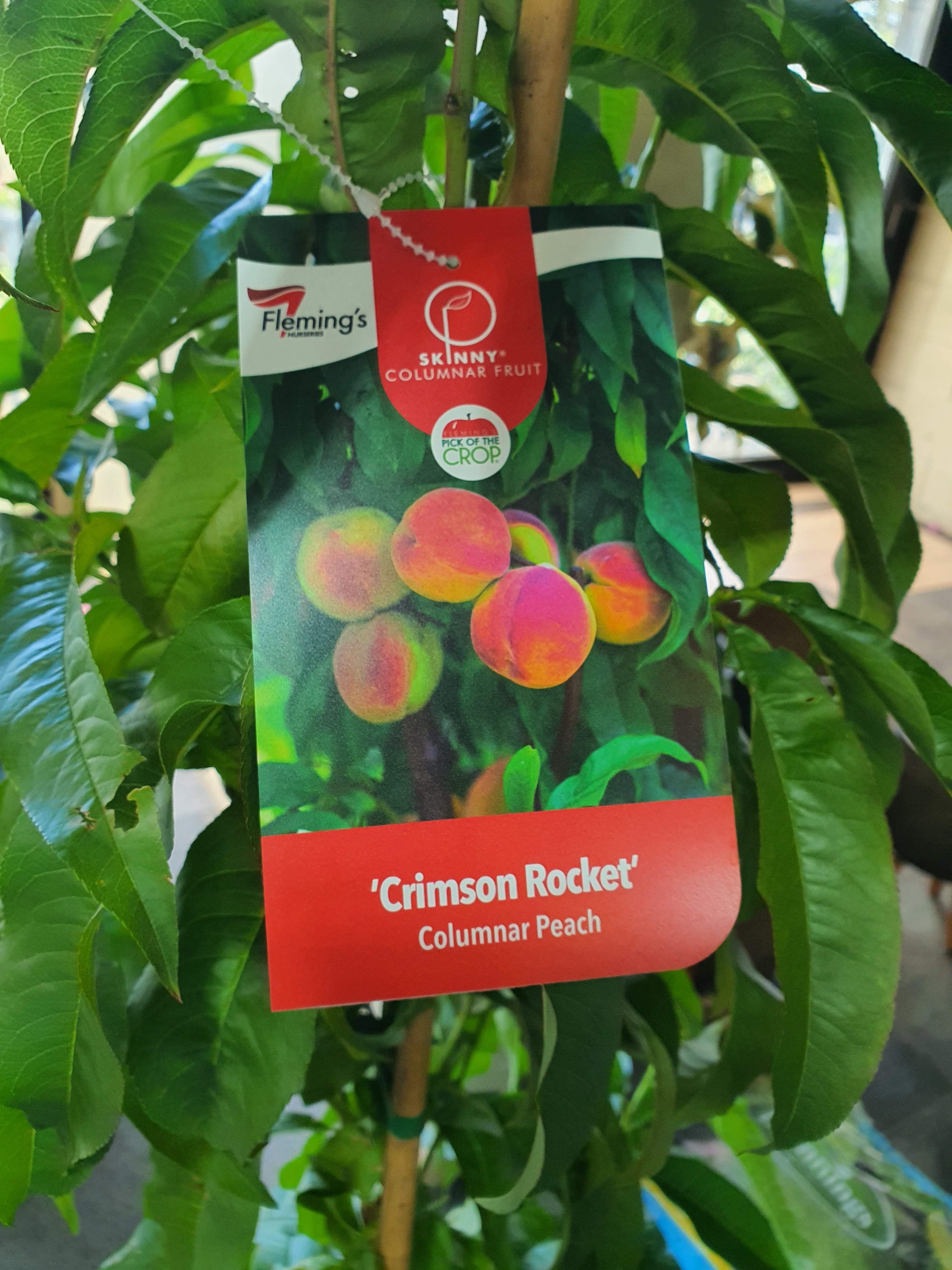 'Crimson Rocket' Peach