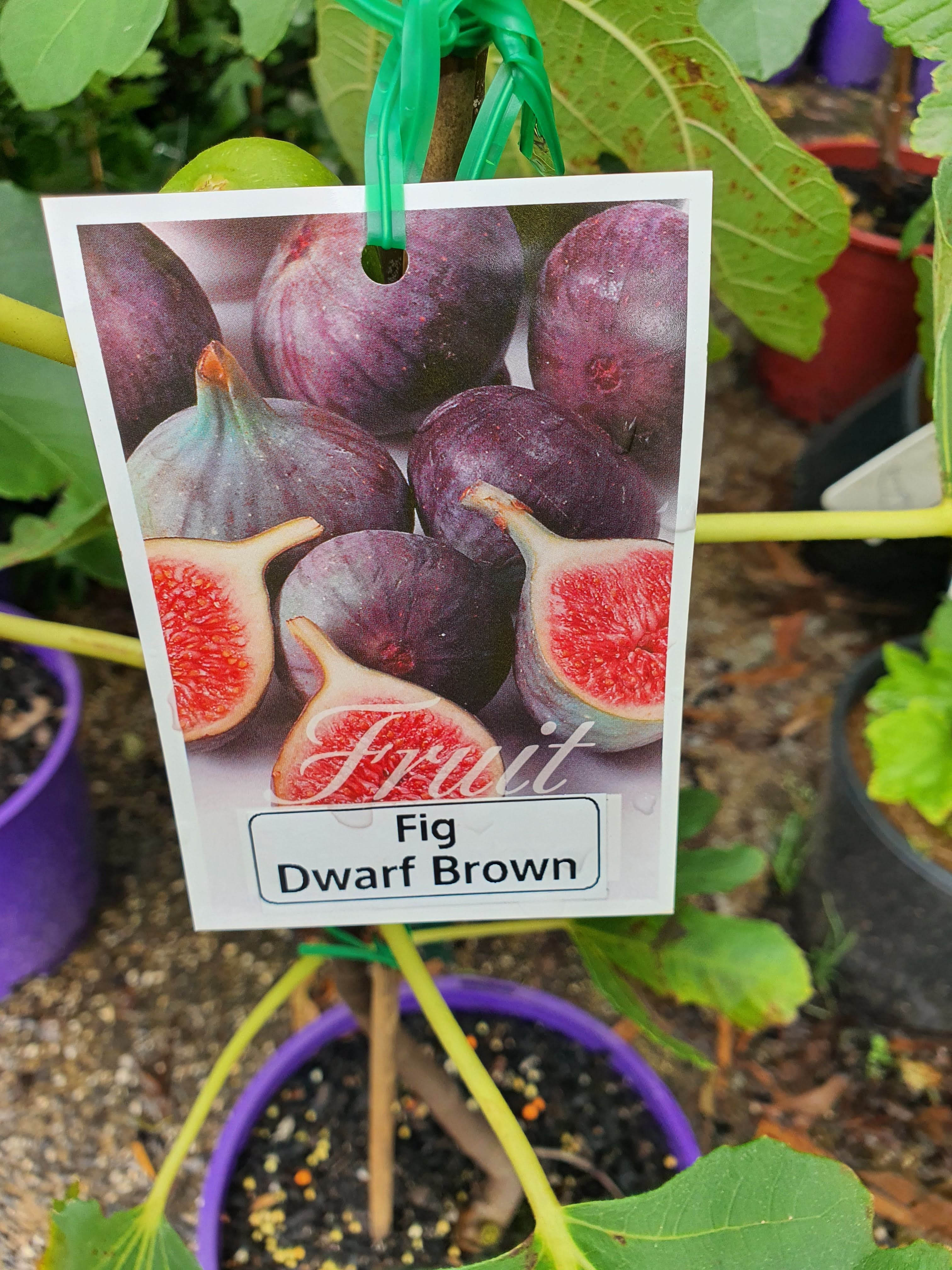 Dwarf Fig