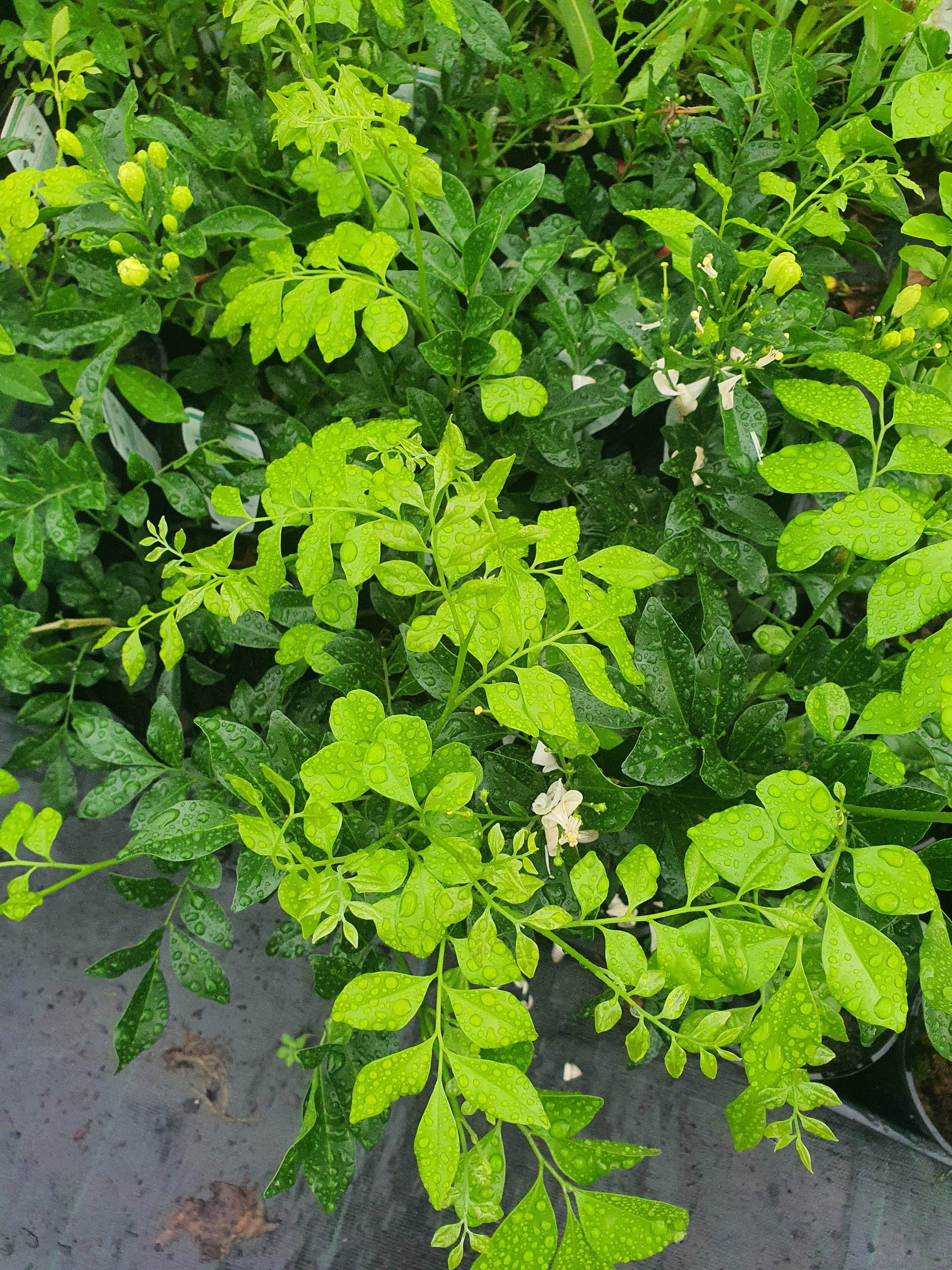 Murraya paniculata plant