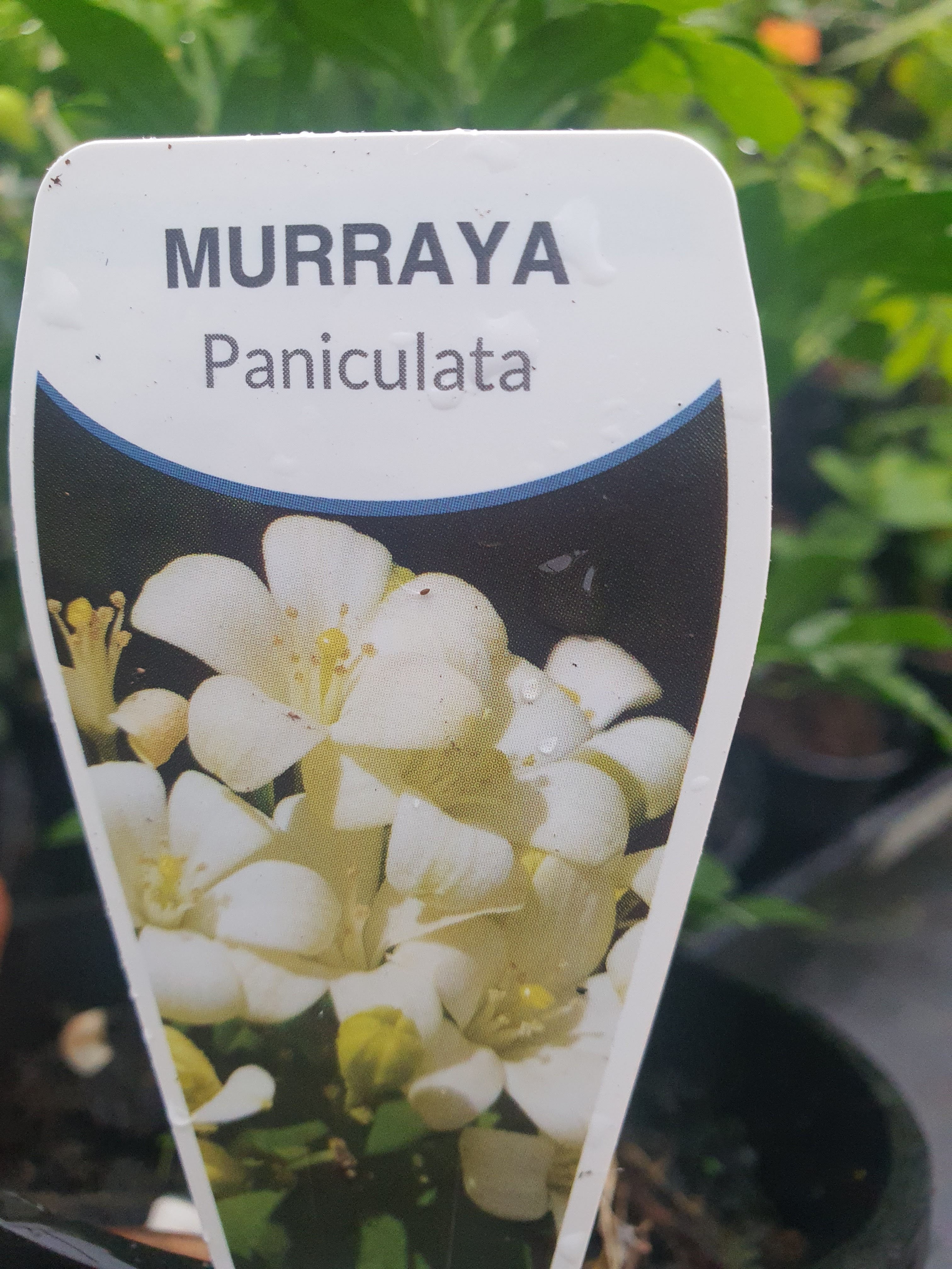 Murraya paniculata plant