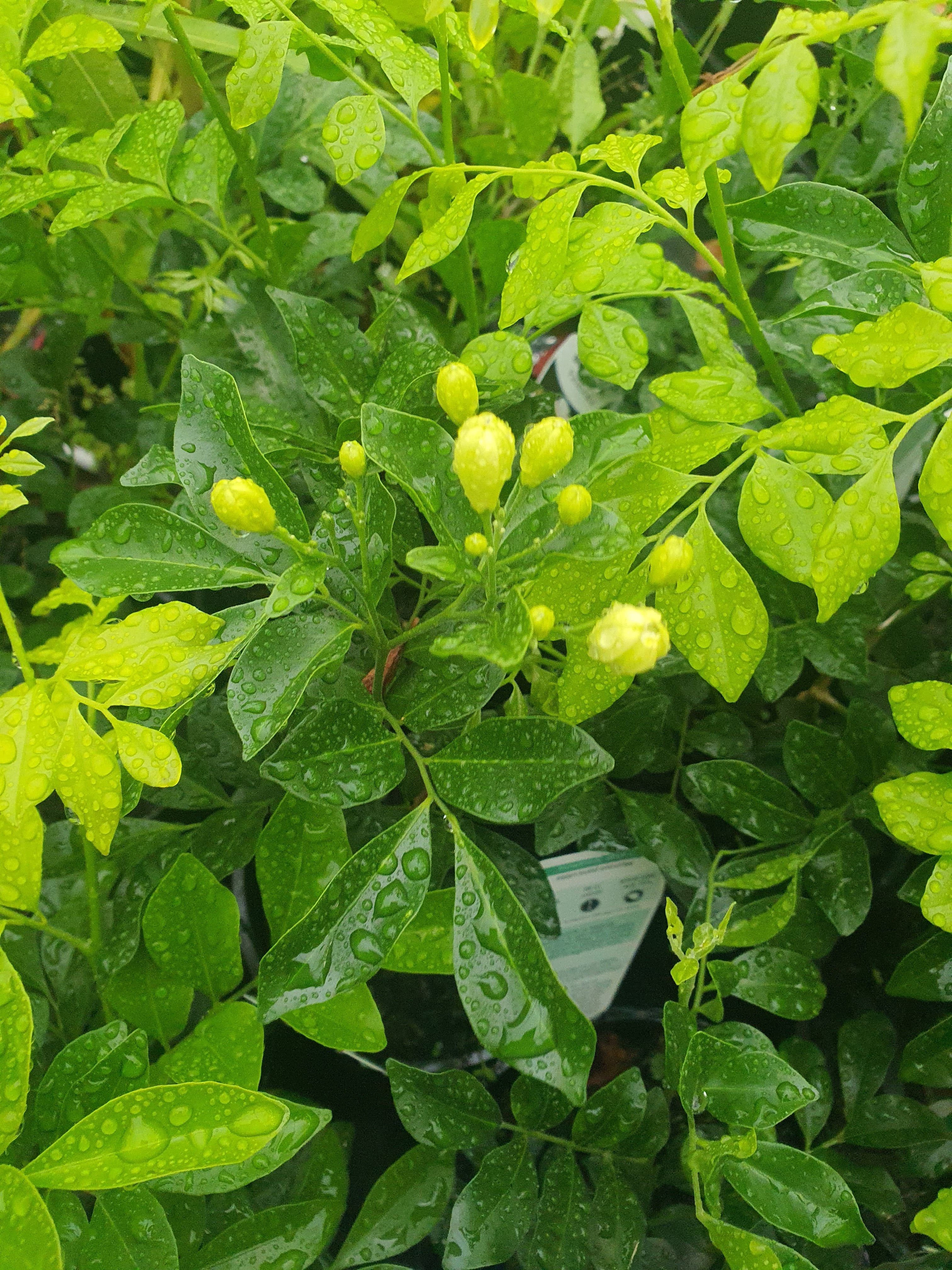 Murraya paniculata plant