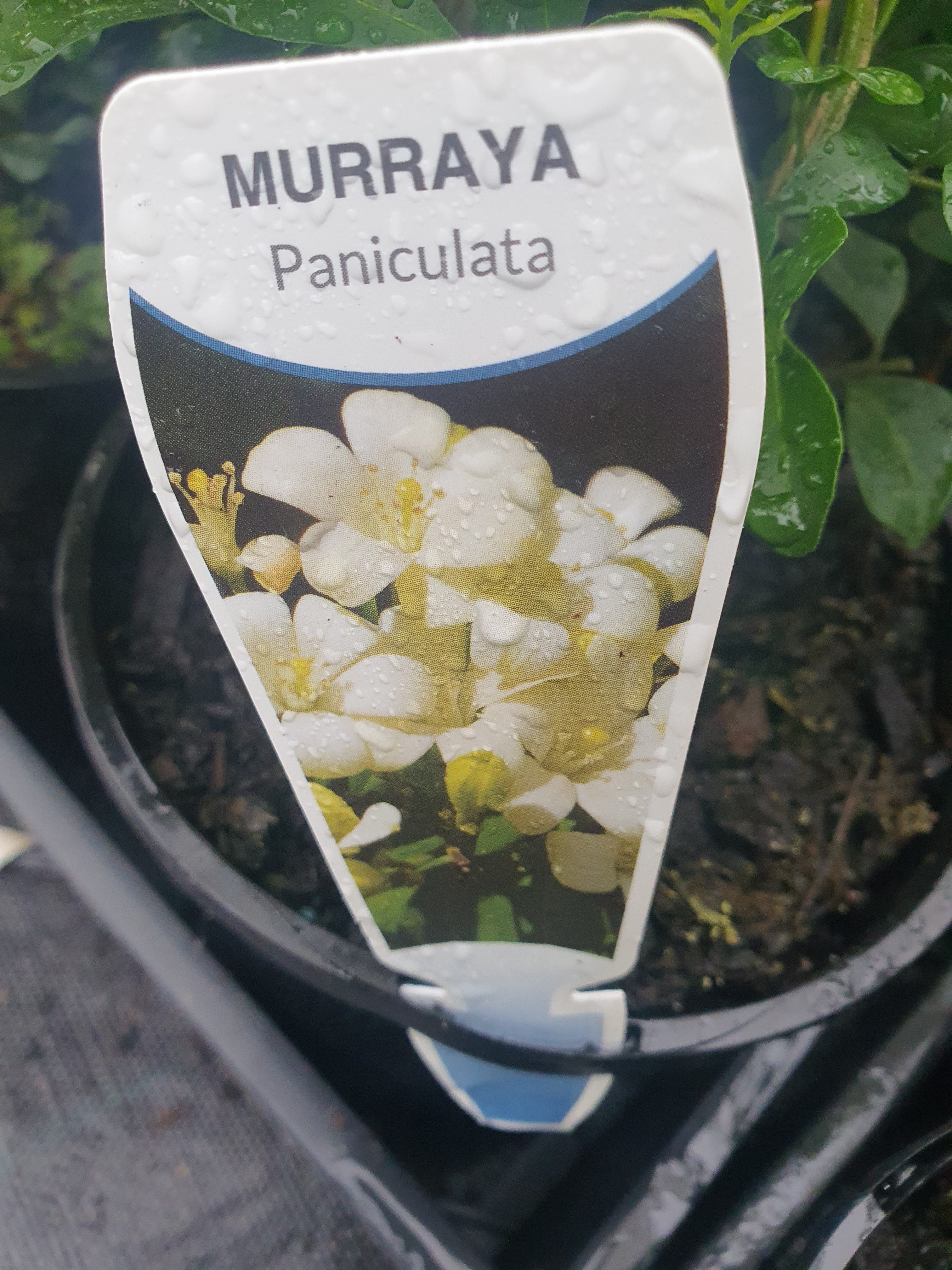 Murraya paniculata plant