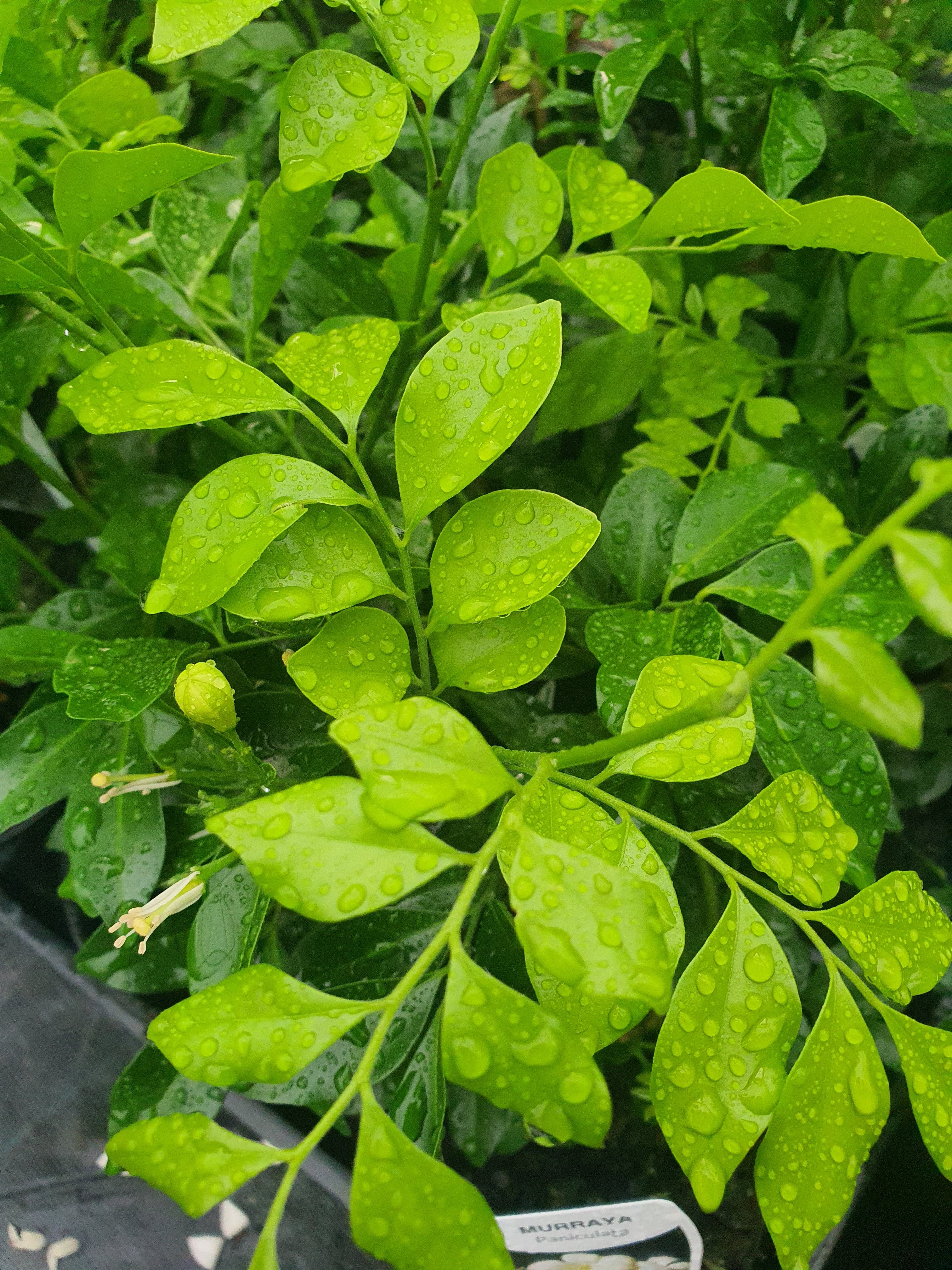 Murraya paniculata plant