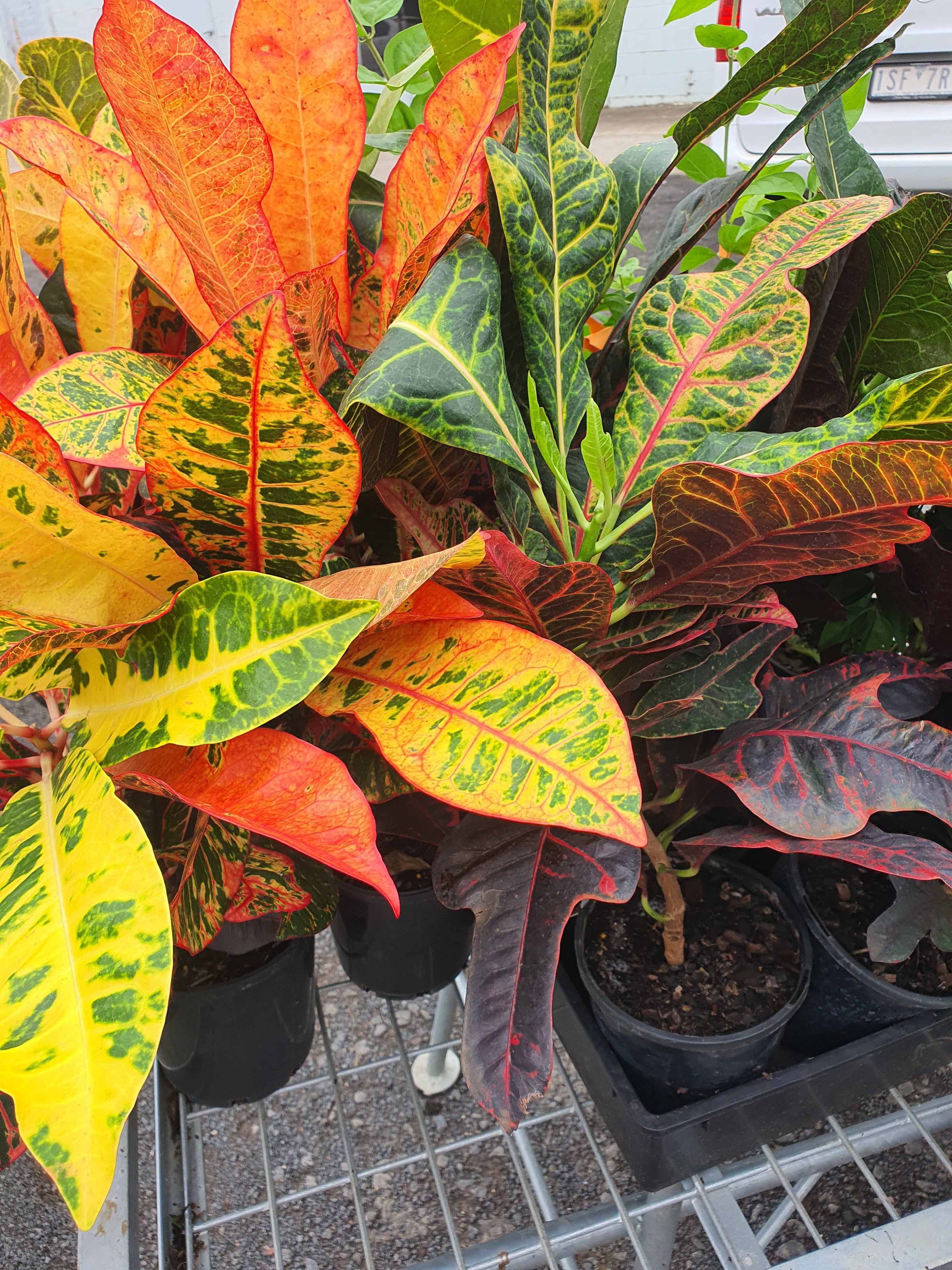 Croton plant