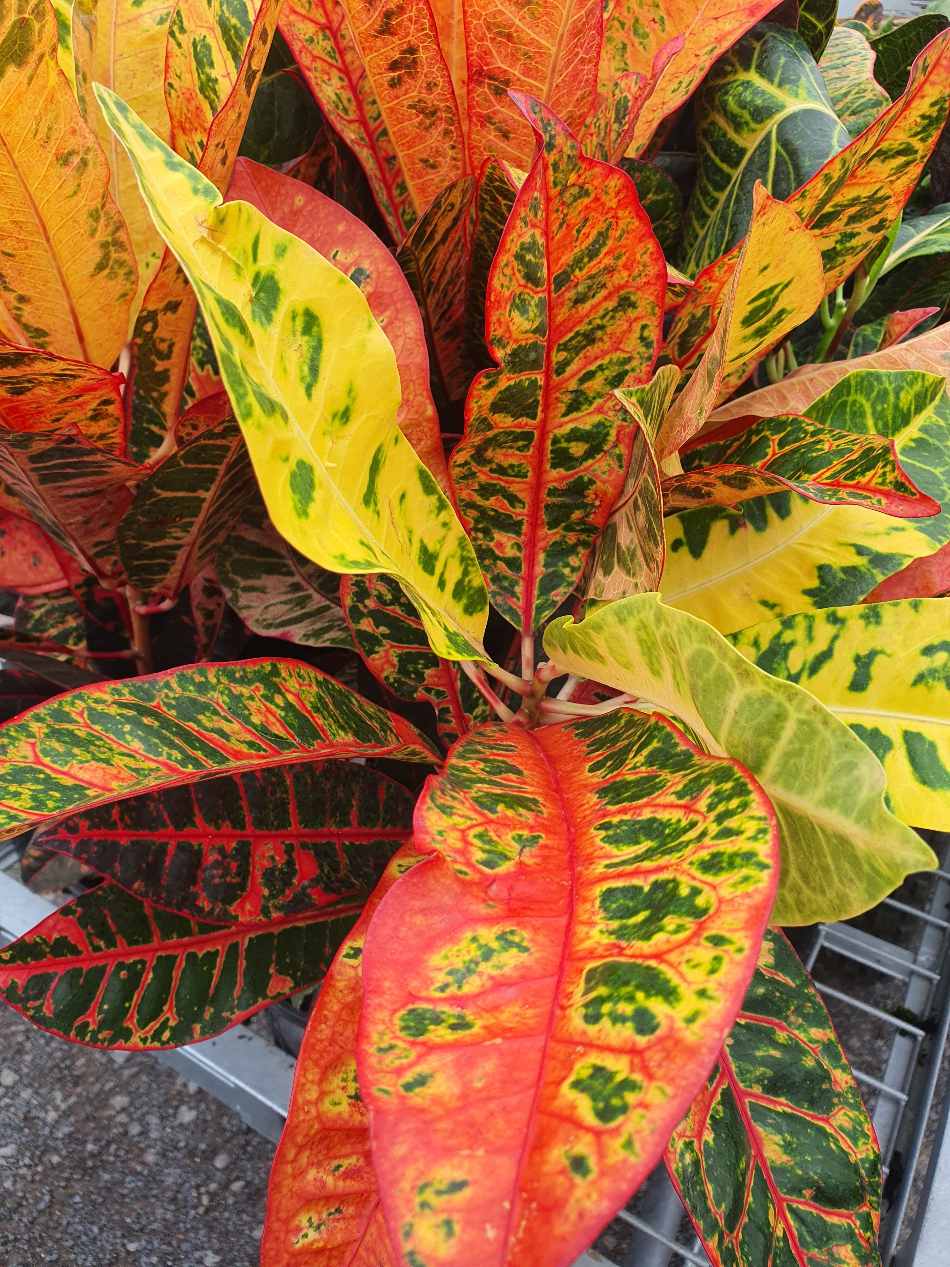 Croton plant