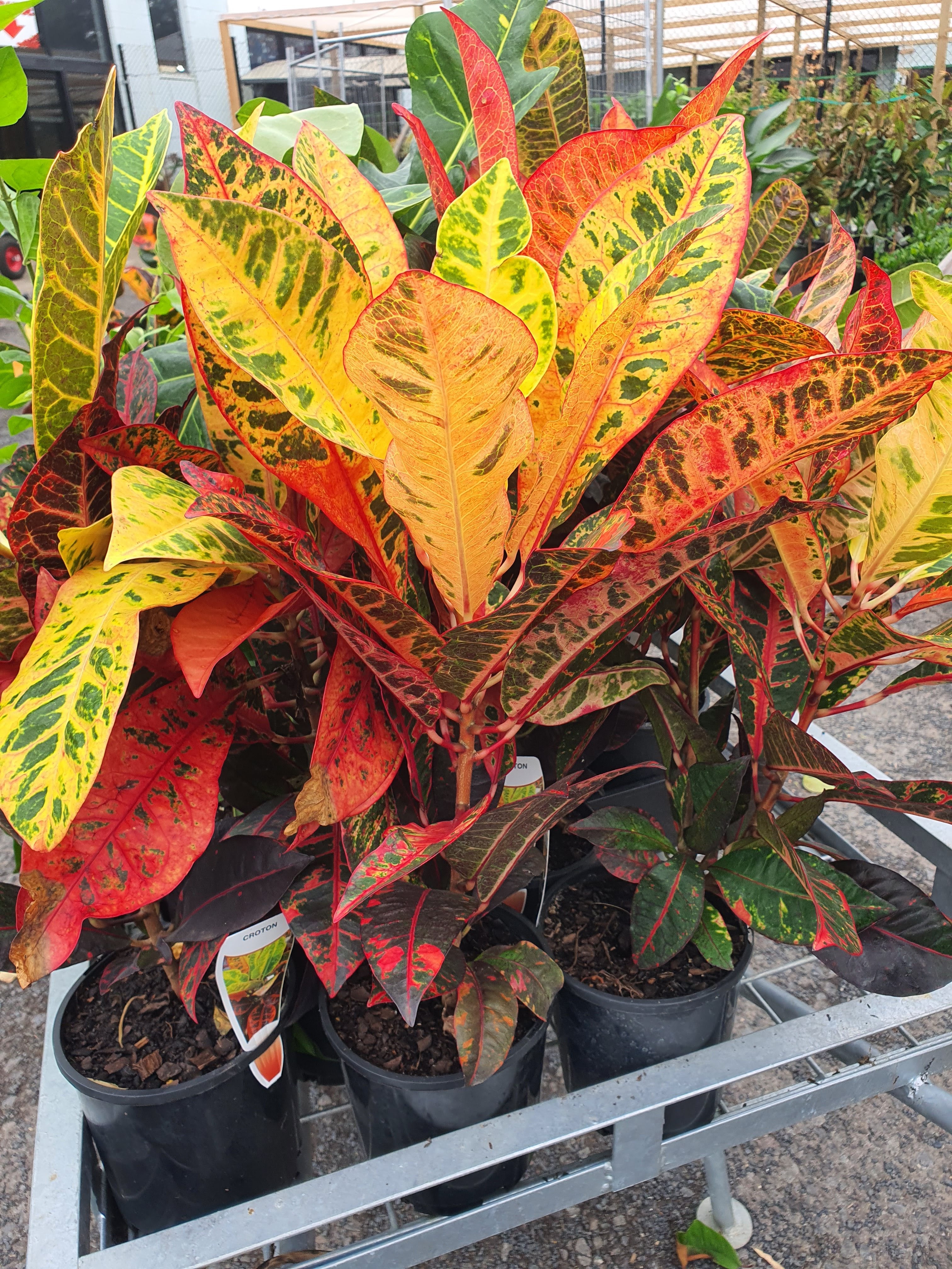 Croton plant