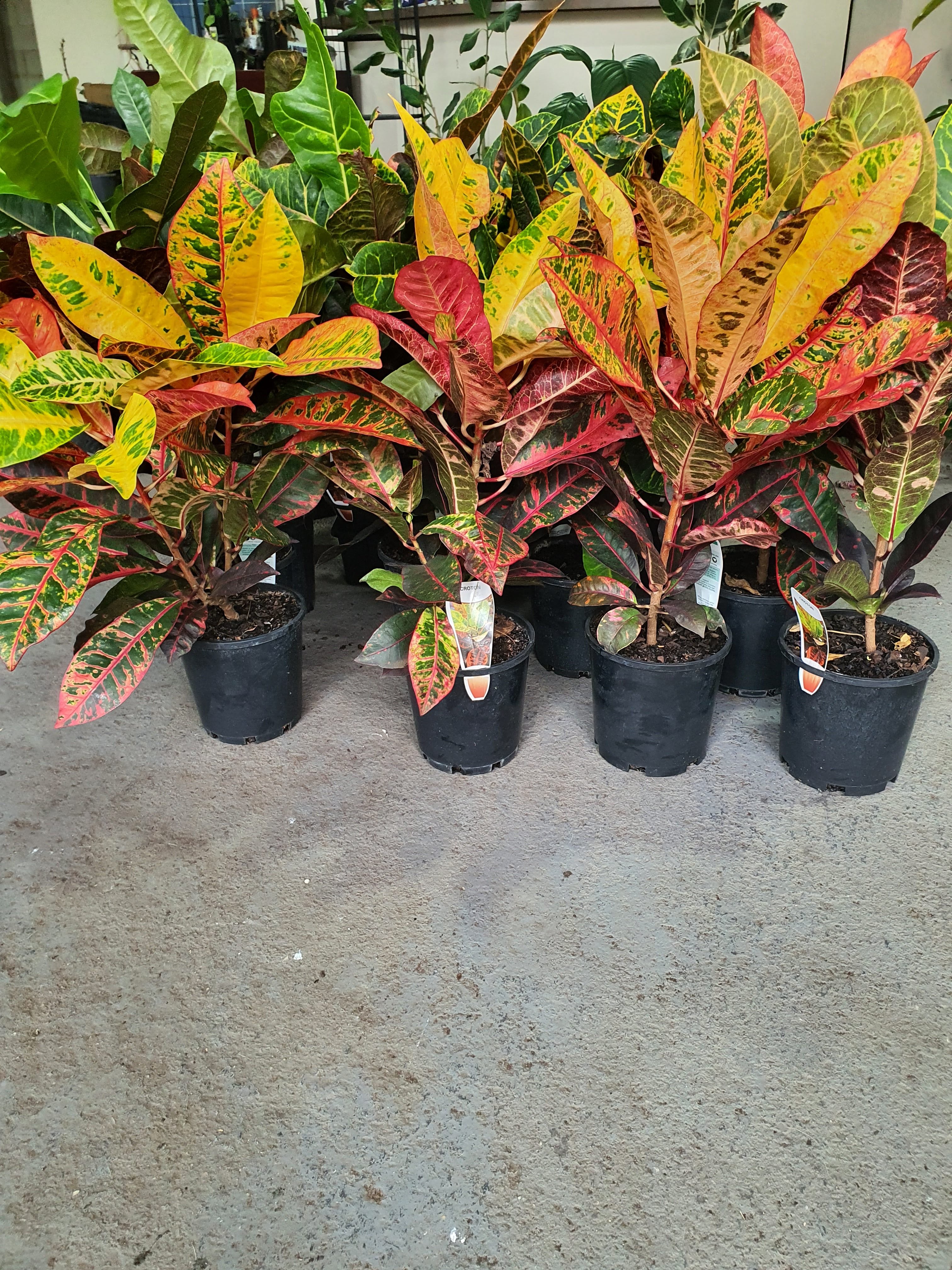 Croton plant