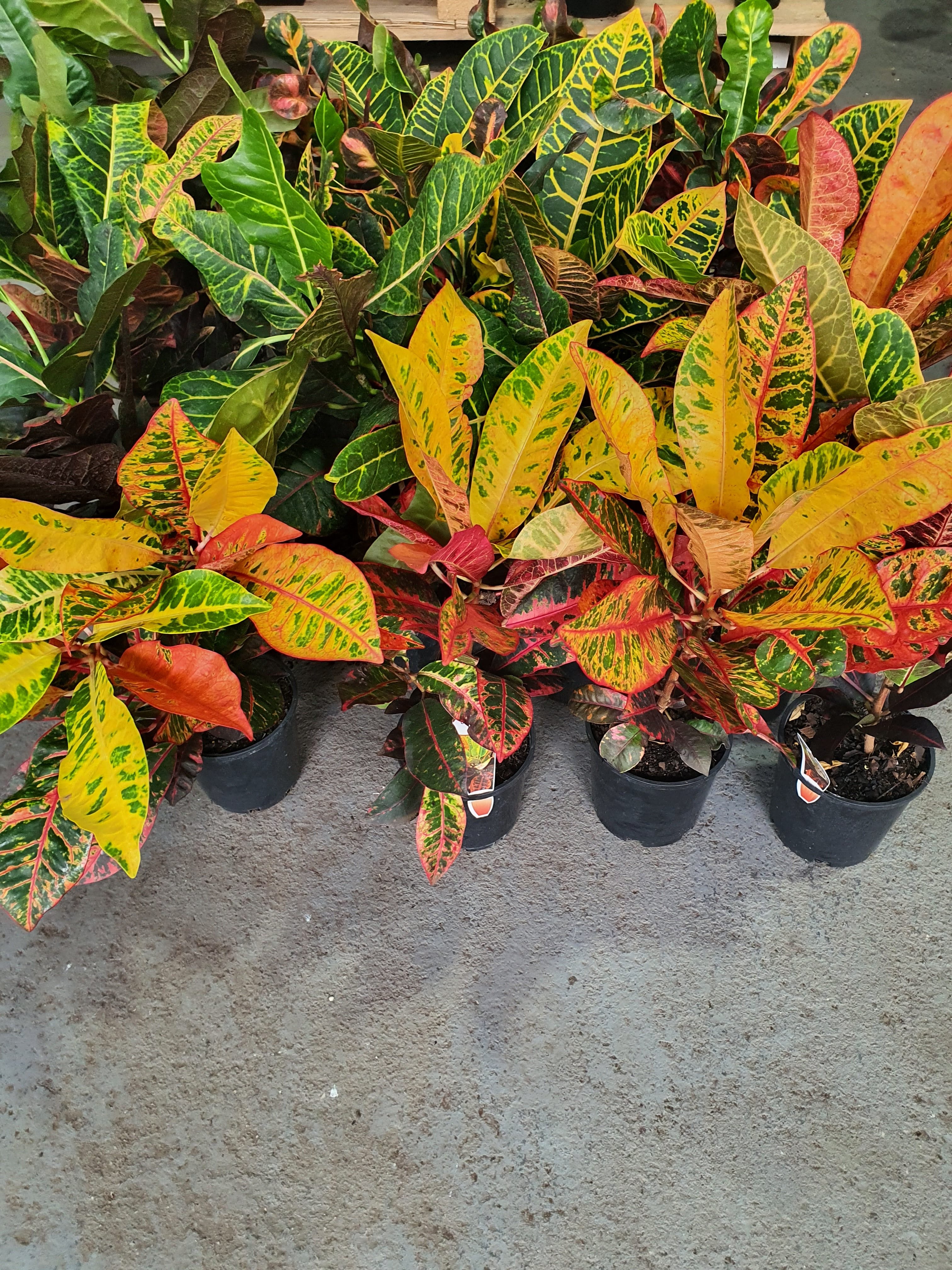 Croton plant