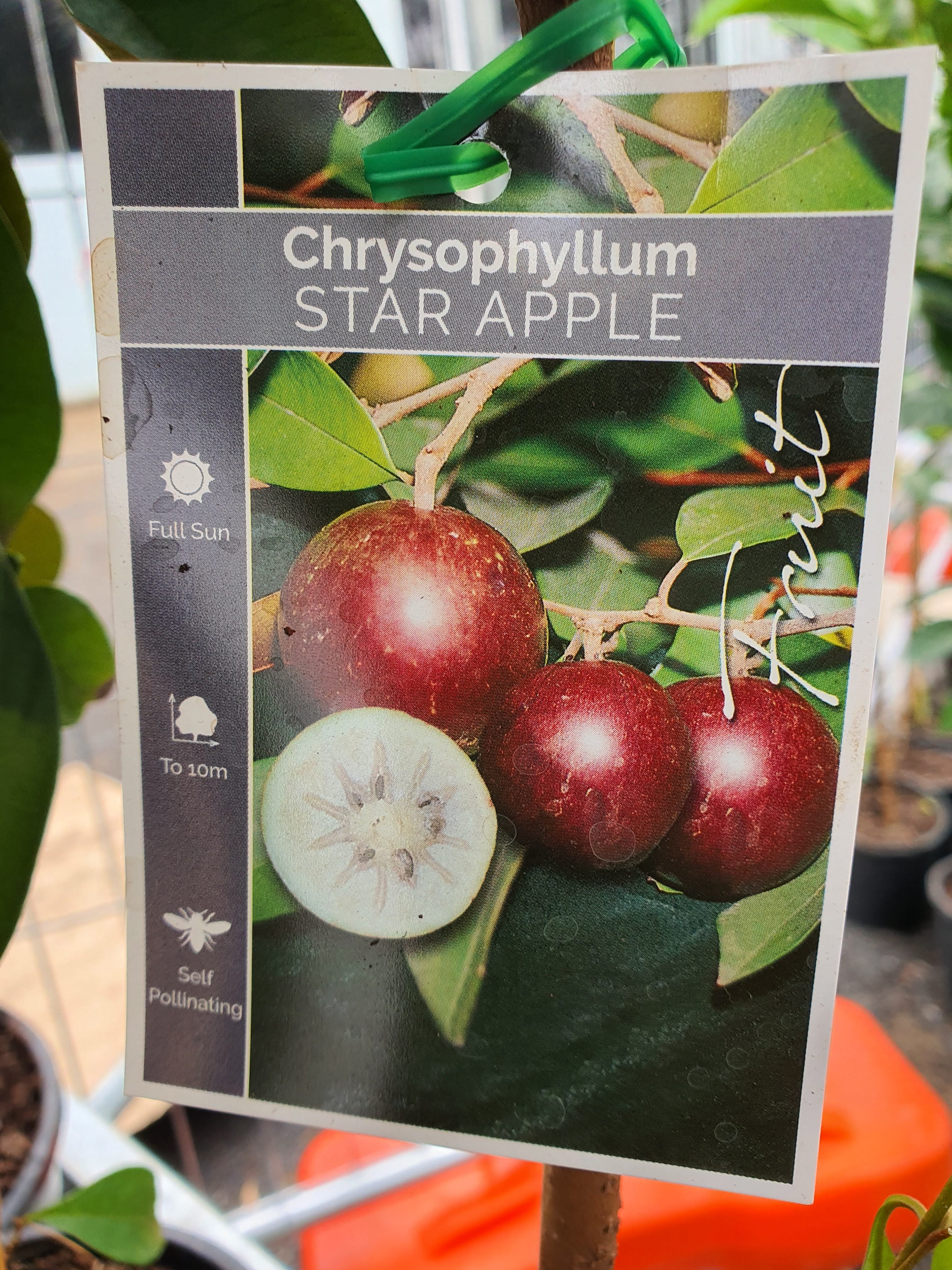 Star Apple