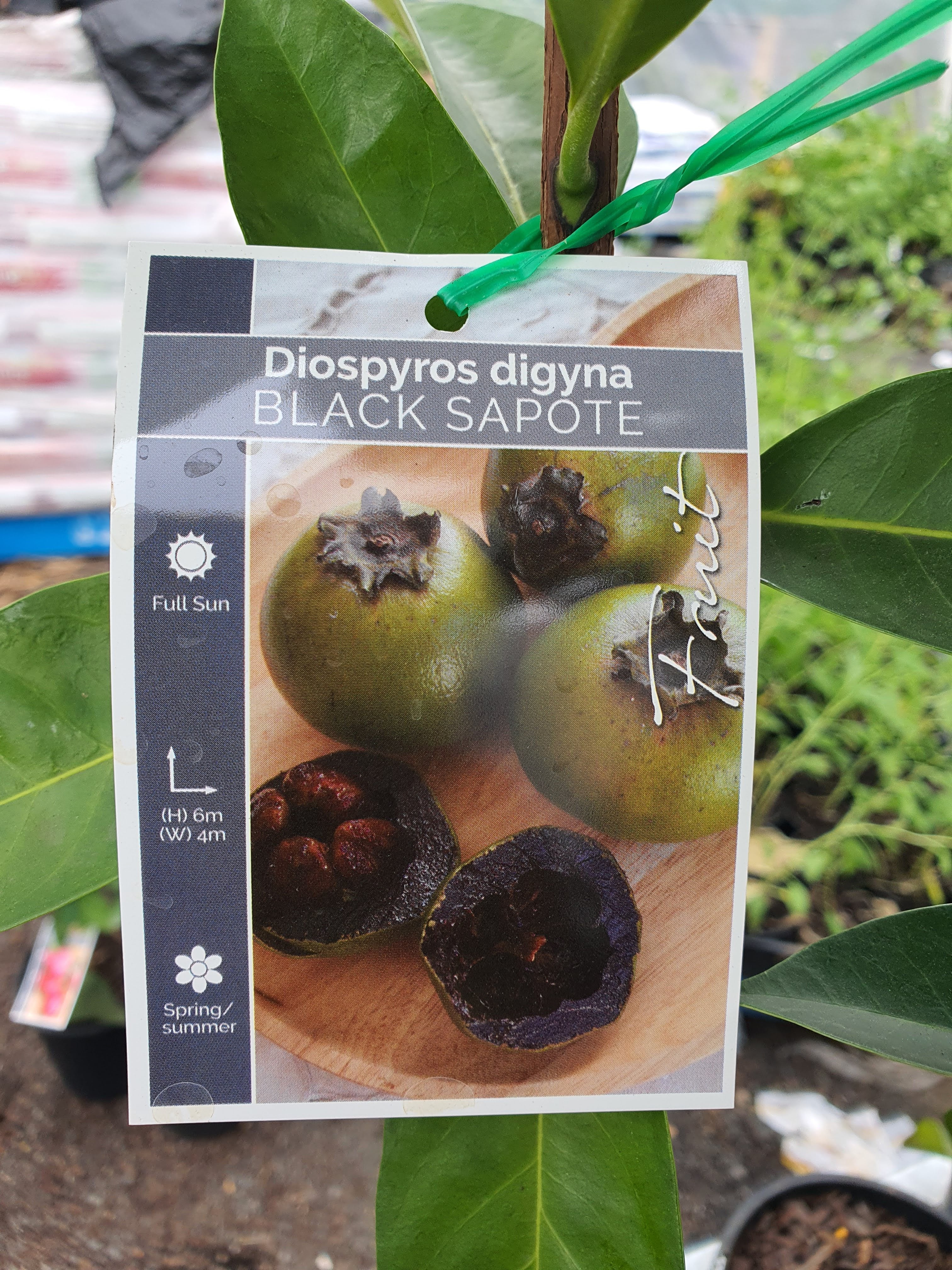 Black Sapote